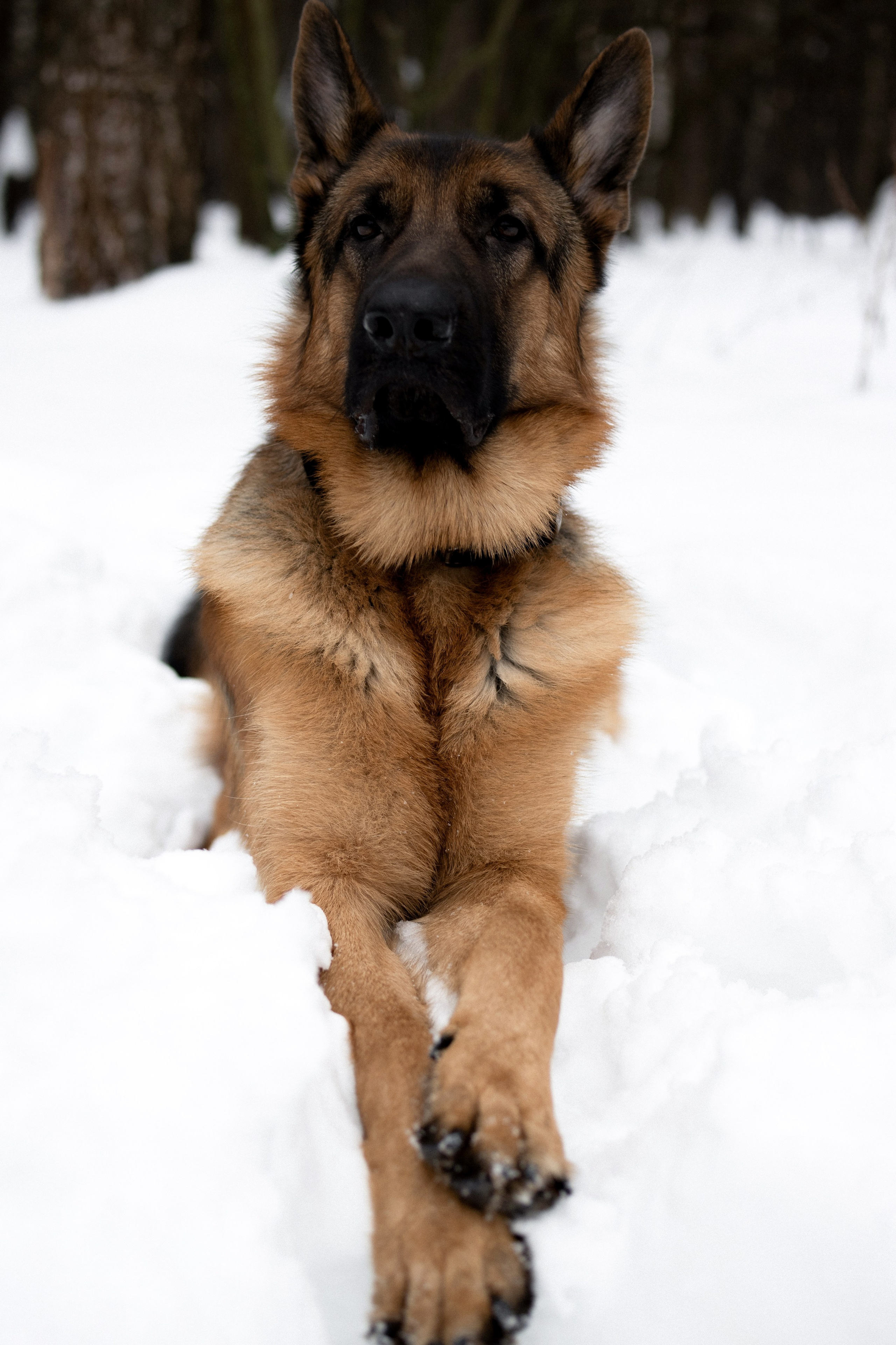 Фотограф-анималист г. Москва