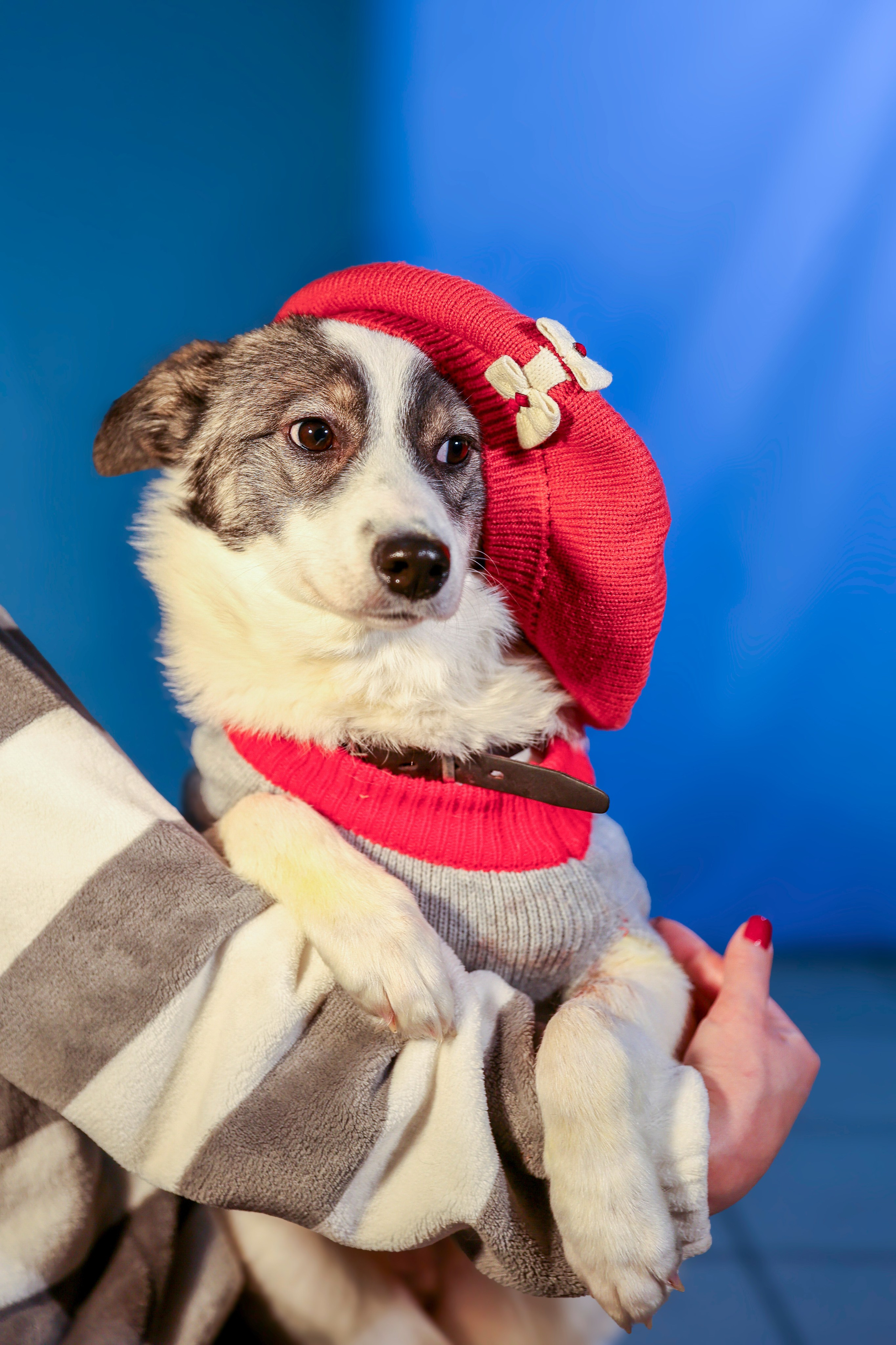 Приют четвероногий АНГЕЛ. Фотограф 📸 семейный, предметный, репортажный