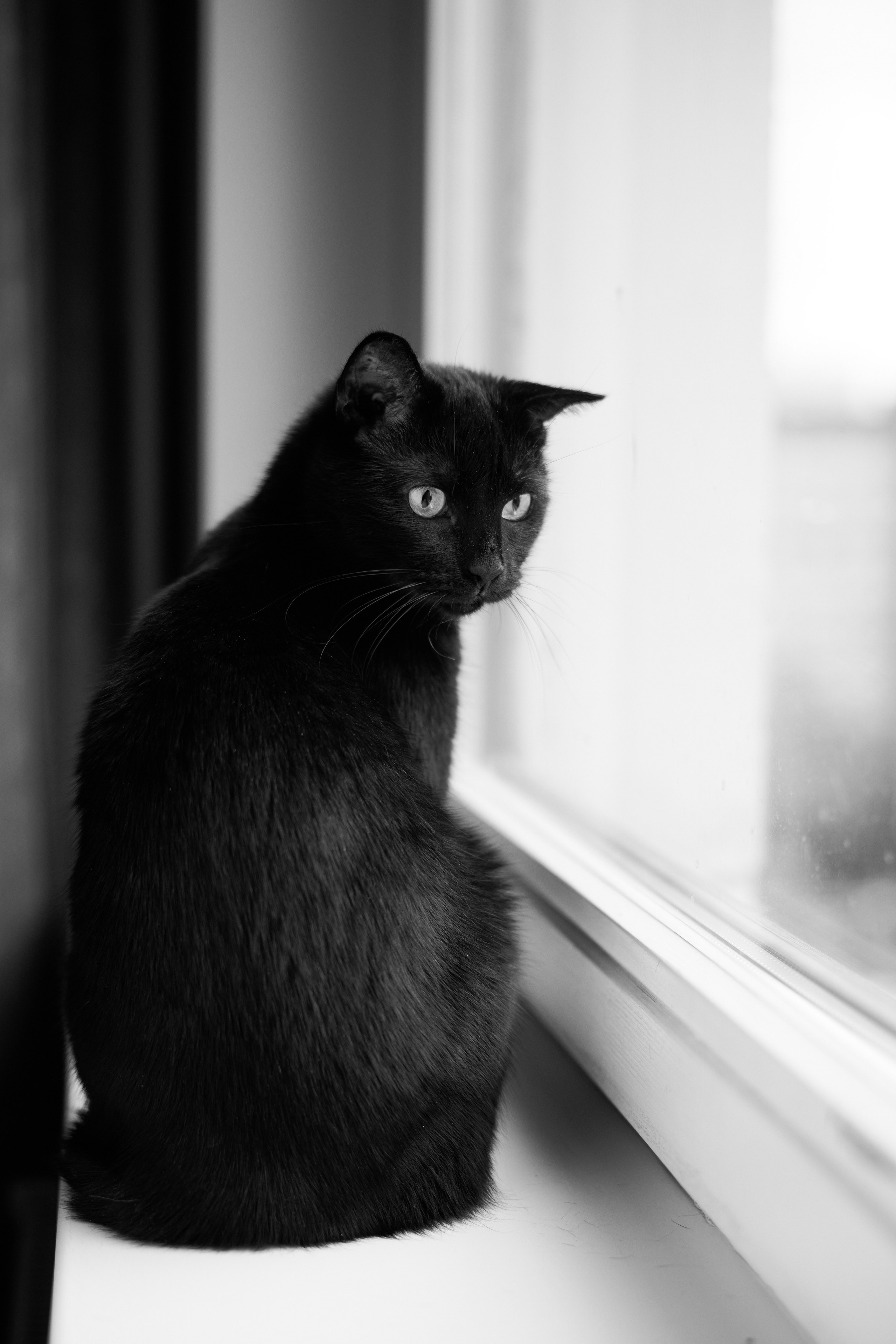 Идеи фотосессии с кошкой в студии и дома — фотограф животных СПб