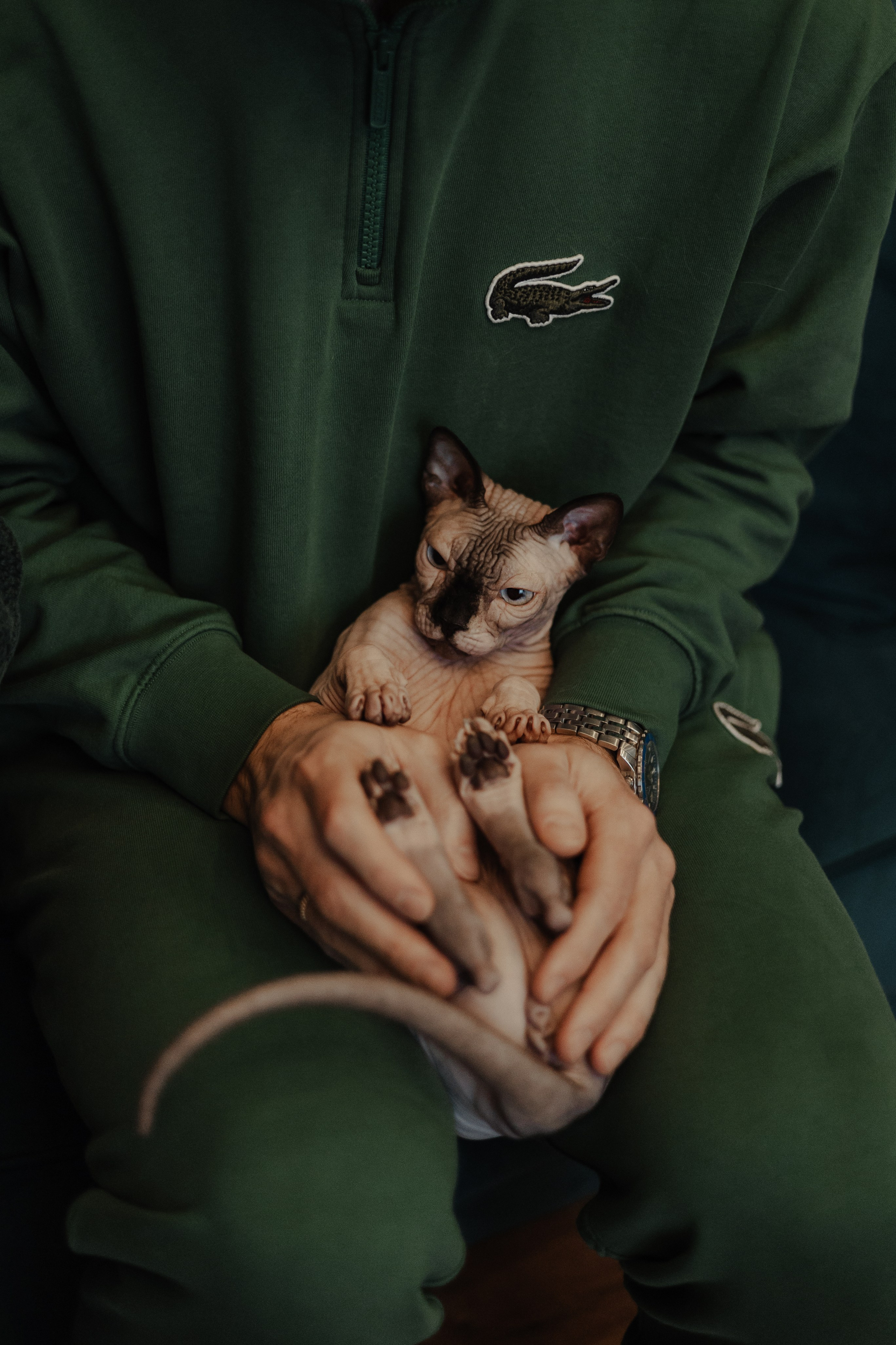 Екатерина Справцева фотограф анималист - стоимость. Фотограф Анималист Екатерина Справцева в Нижнем Новгороде