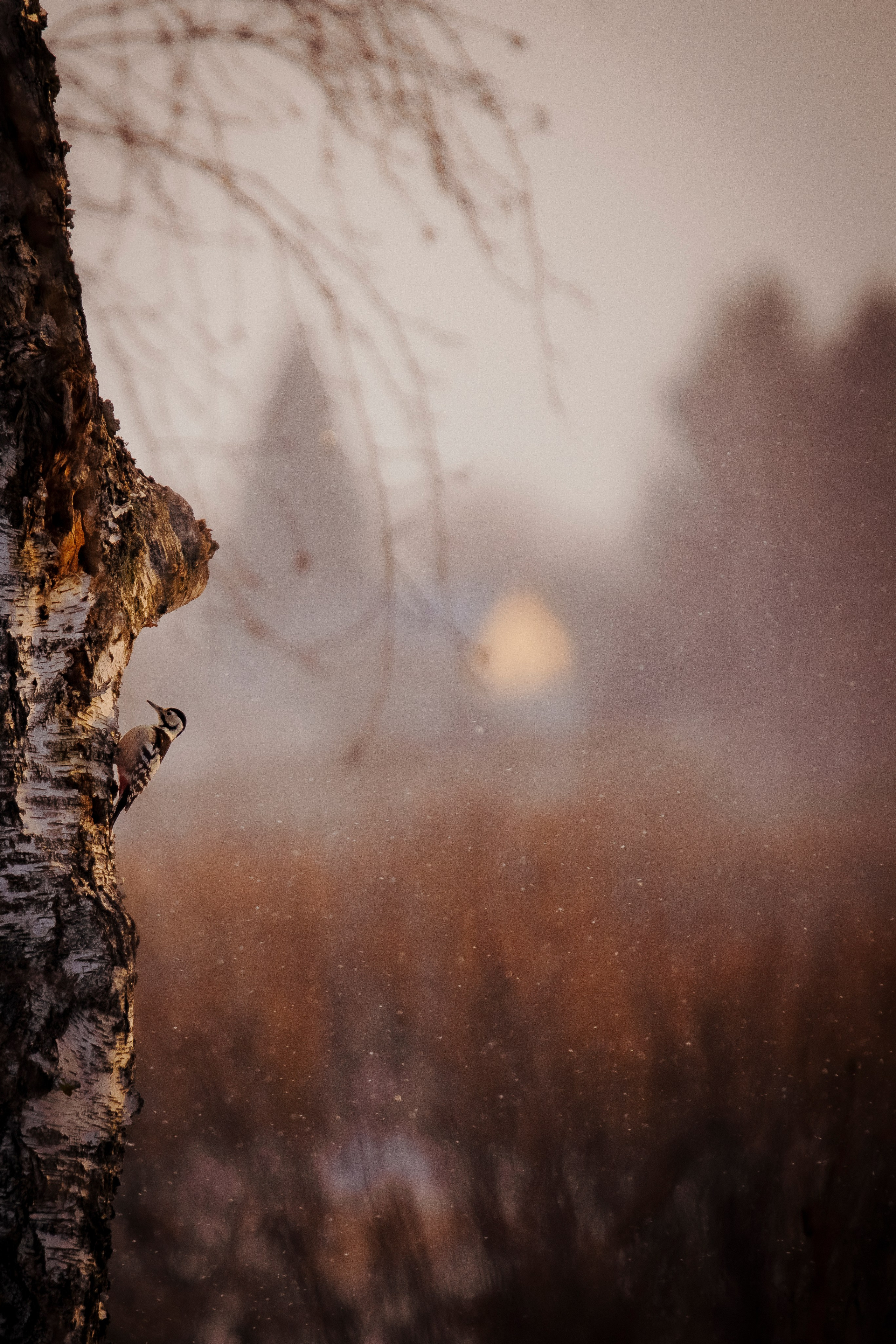 Images of wildlife. Artisistic photographs of Lena Sokolova