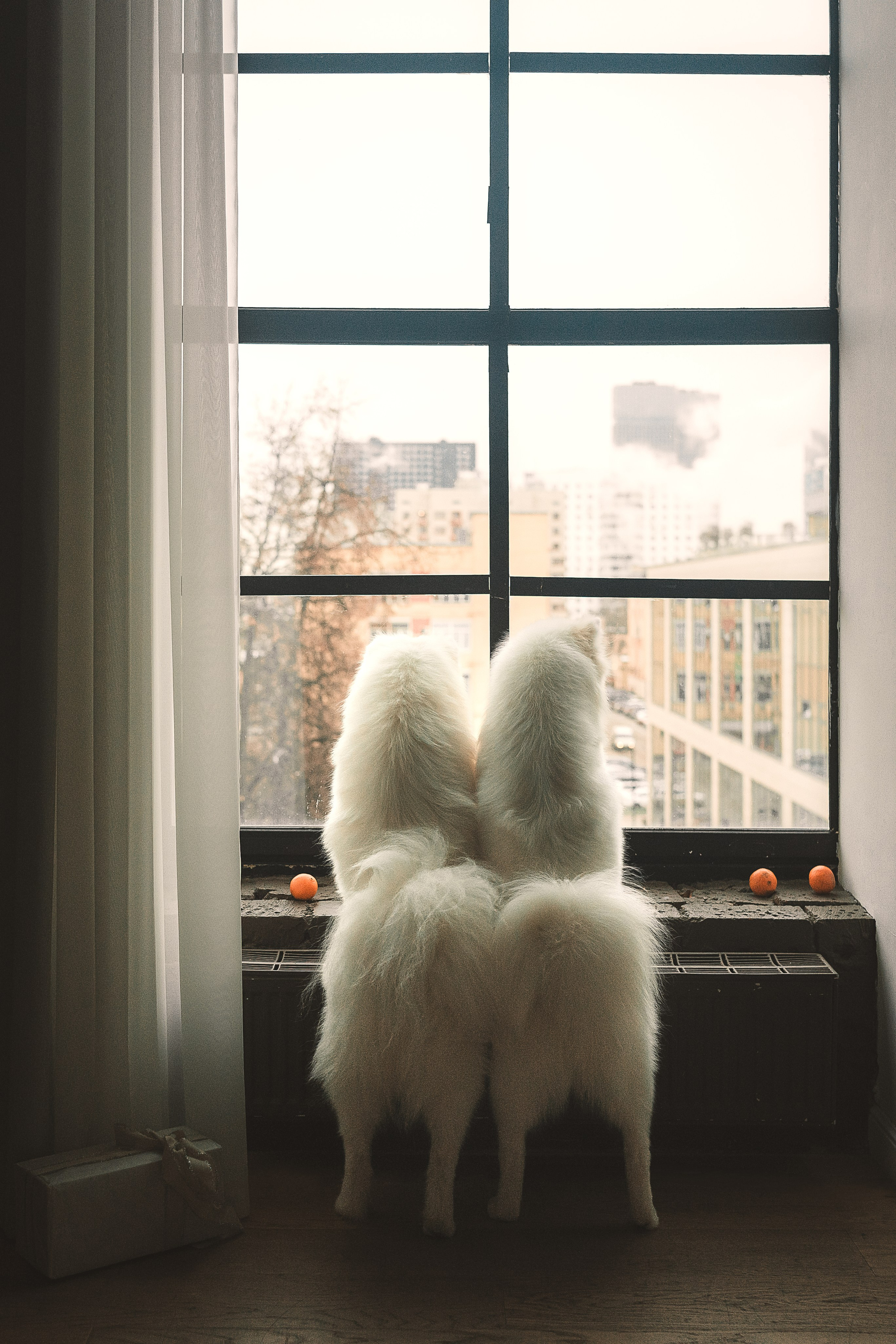 Фотограф-анималист г. Москва