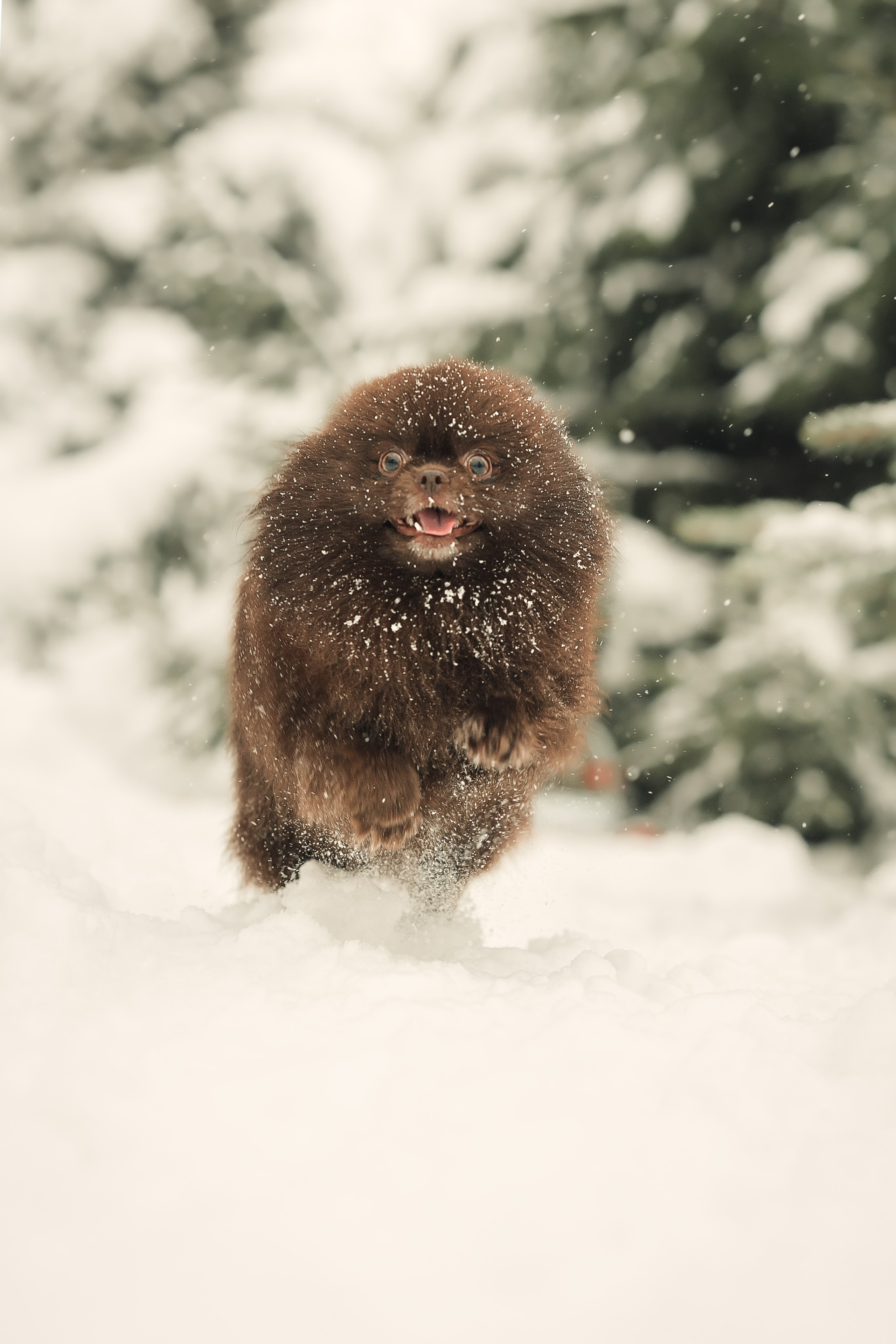 Фотограф-анималист в городе Москва