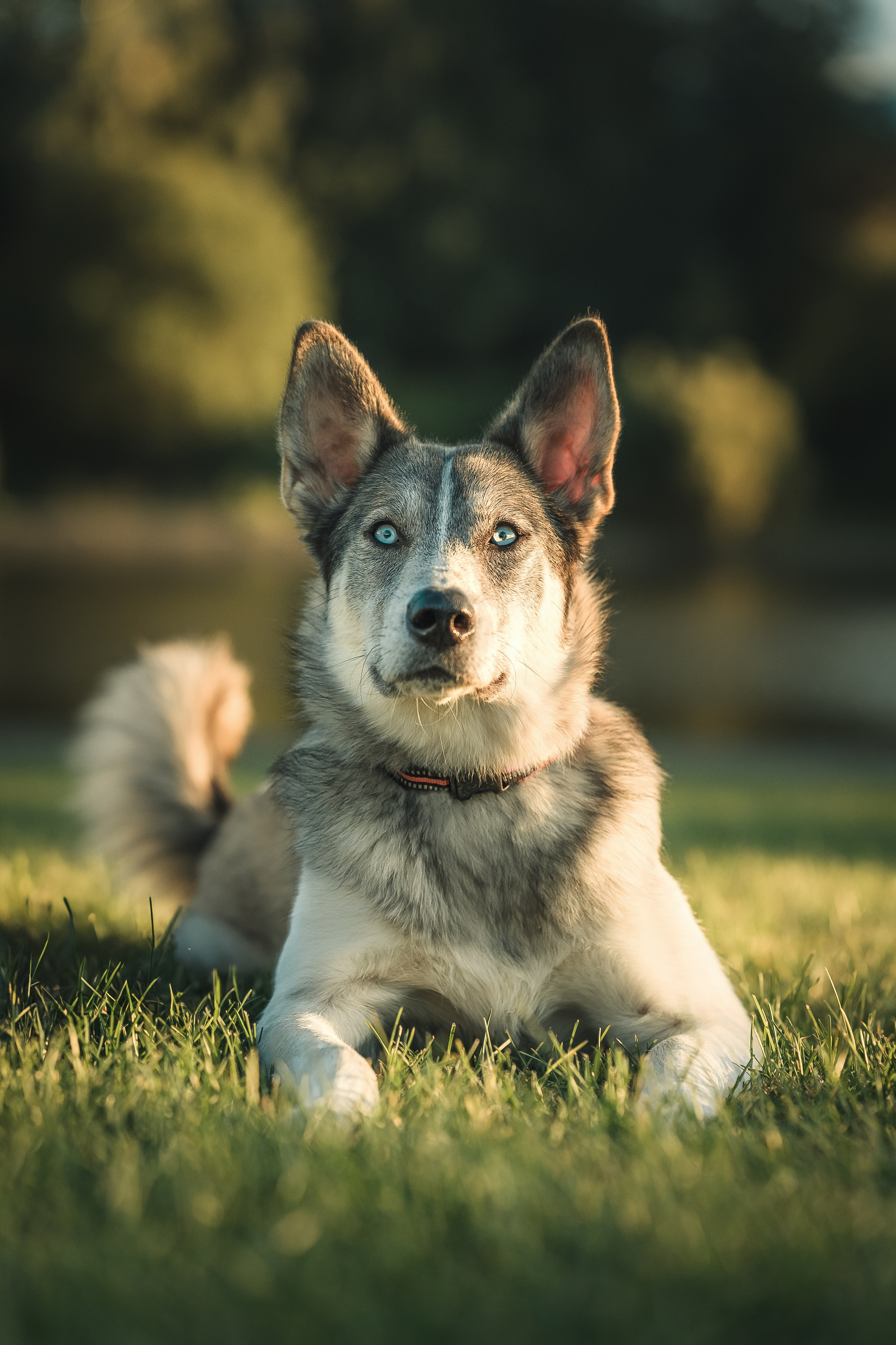Прогулка вечером на закате с собакой 