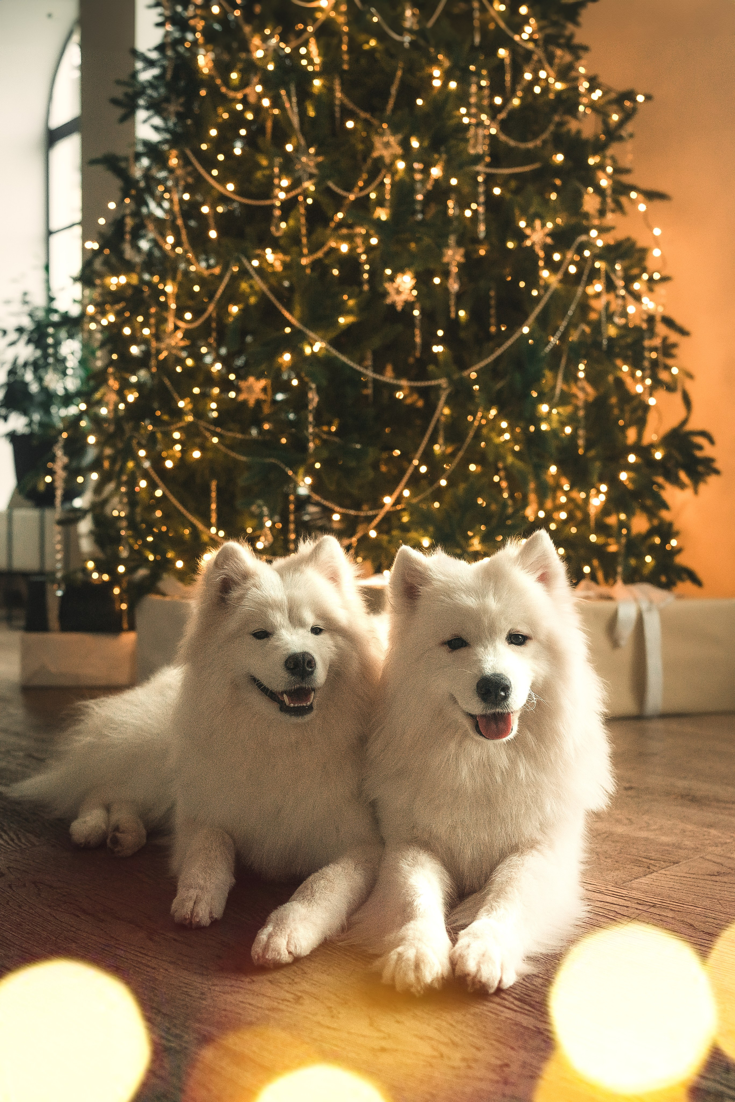 Фотограф-анималист Москва