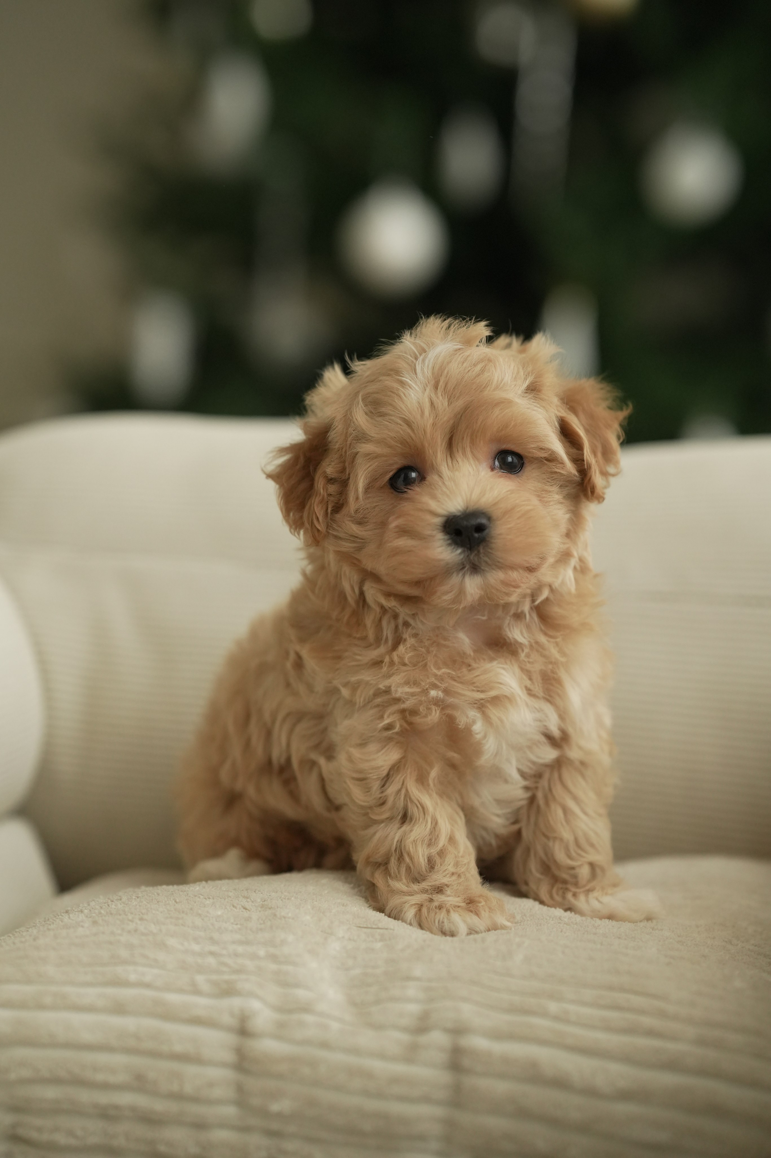 Фотограф-анималист Москва