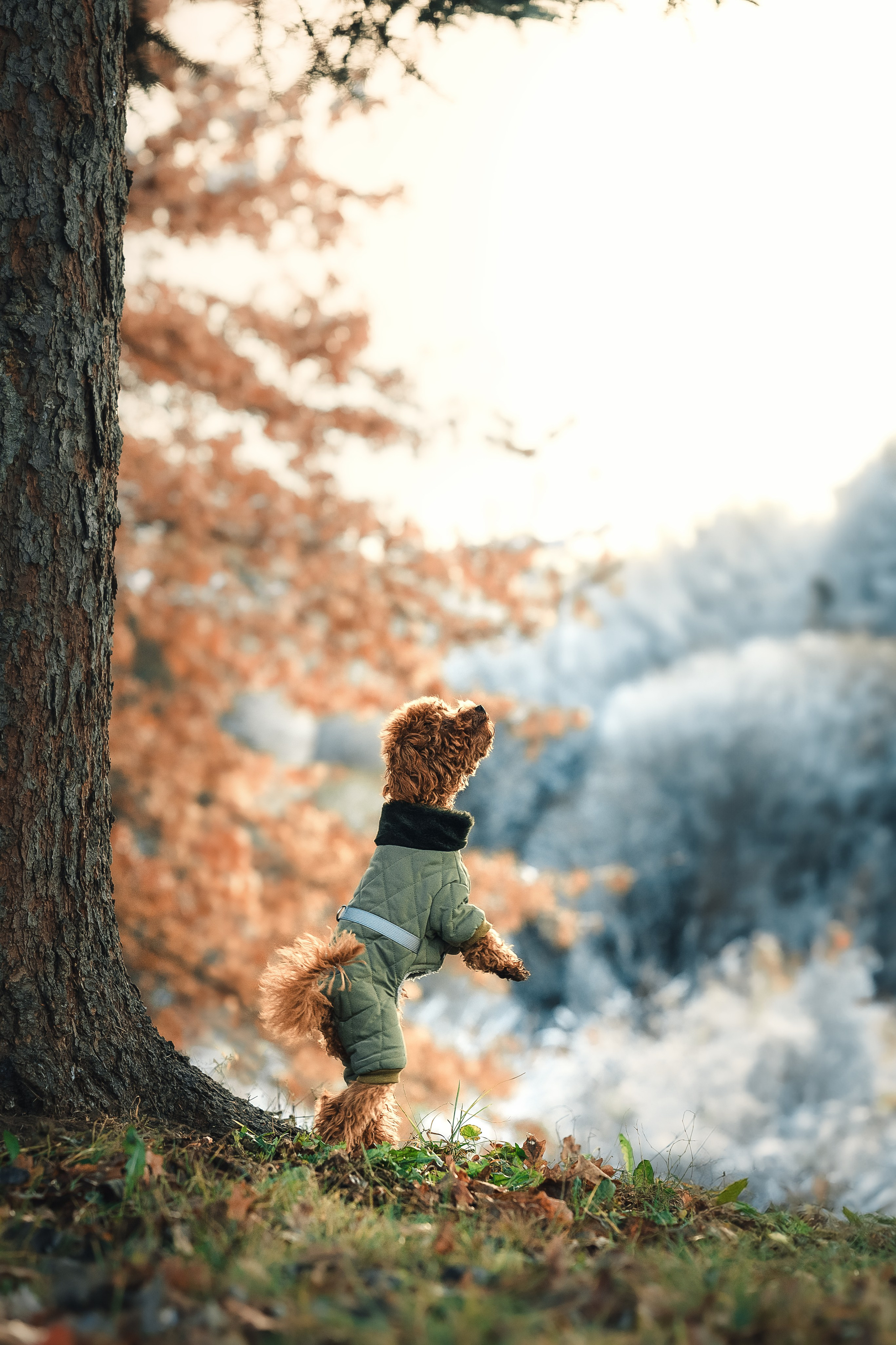 Фотограф-анималист Москва