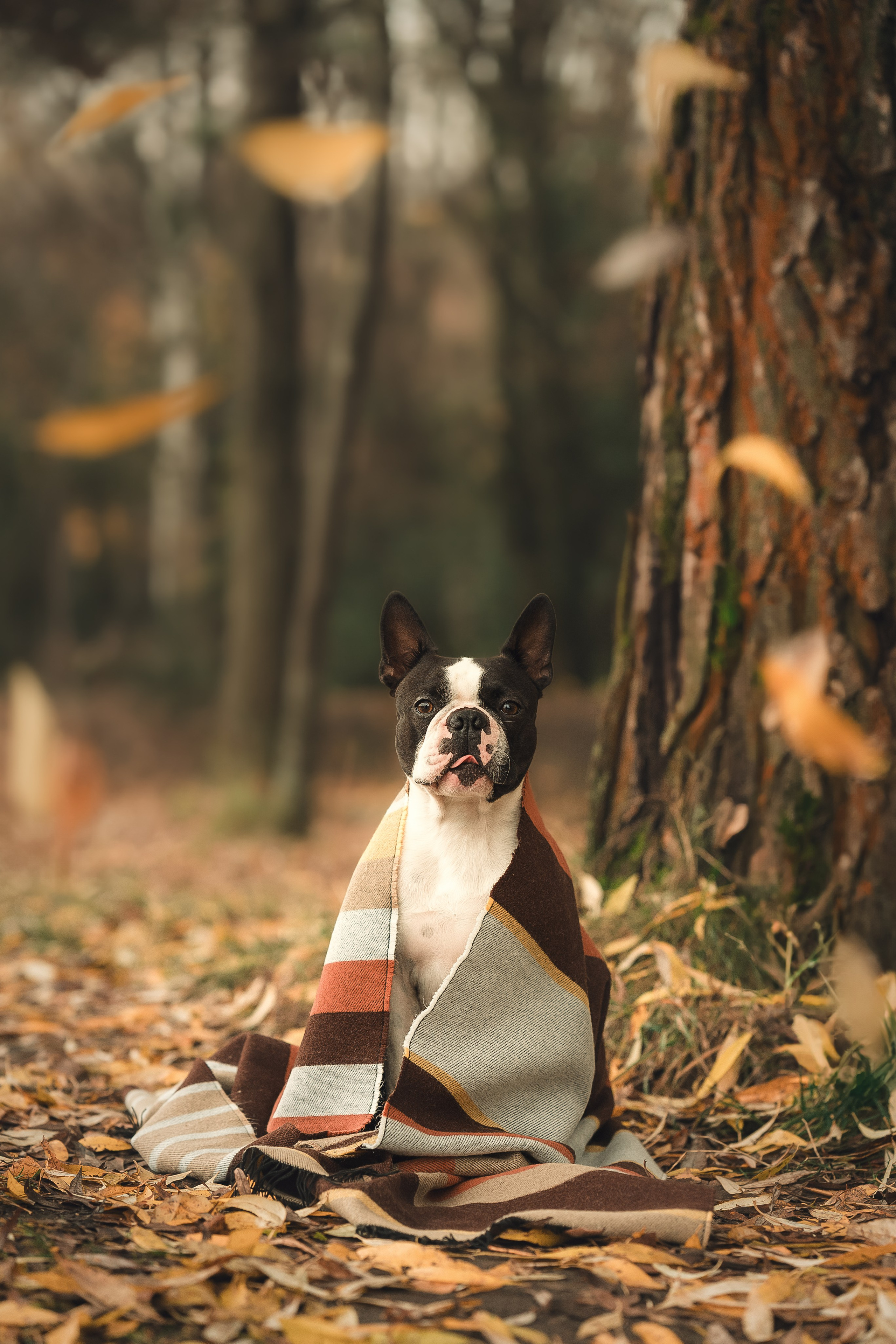 Фотограф-анималист Москва