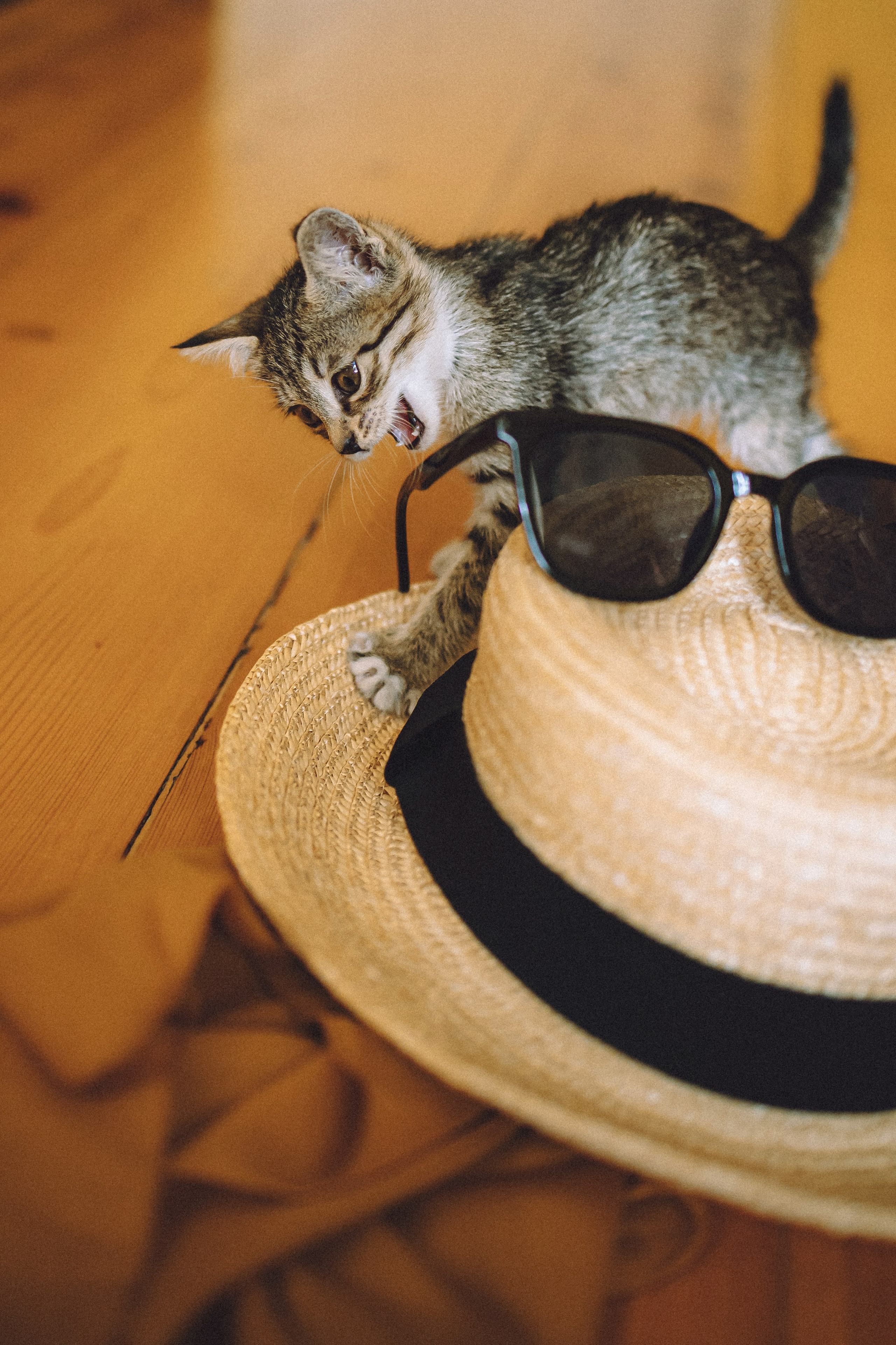 Более 30 идей для фотосессии с котенком