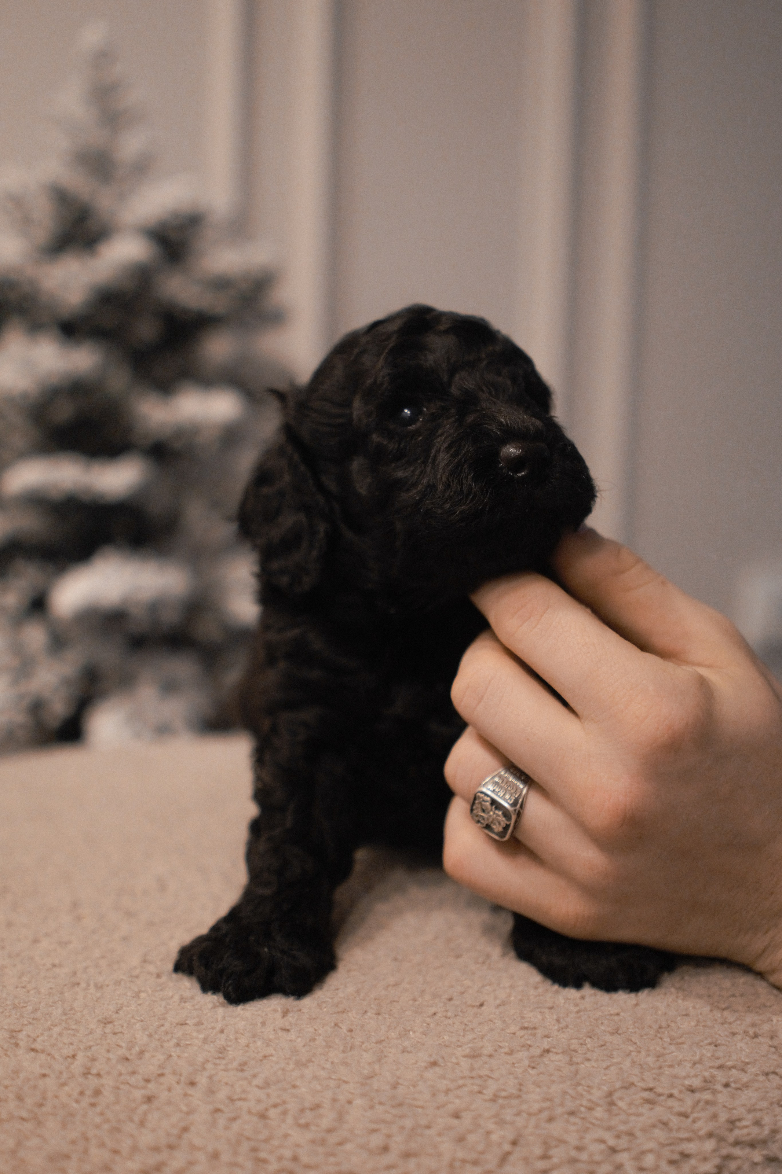 Щенки. Заводчик Labradoodle в Санкт-Петербурге — Костылева Ульяна