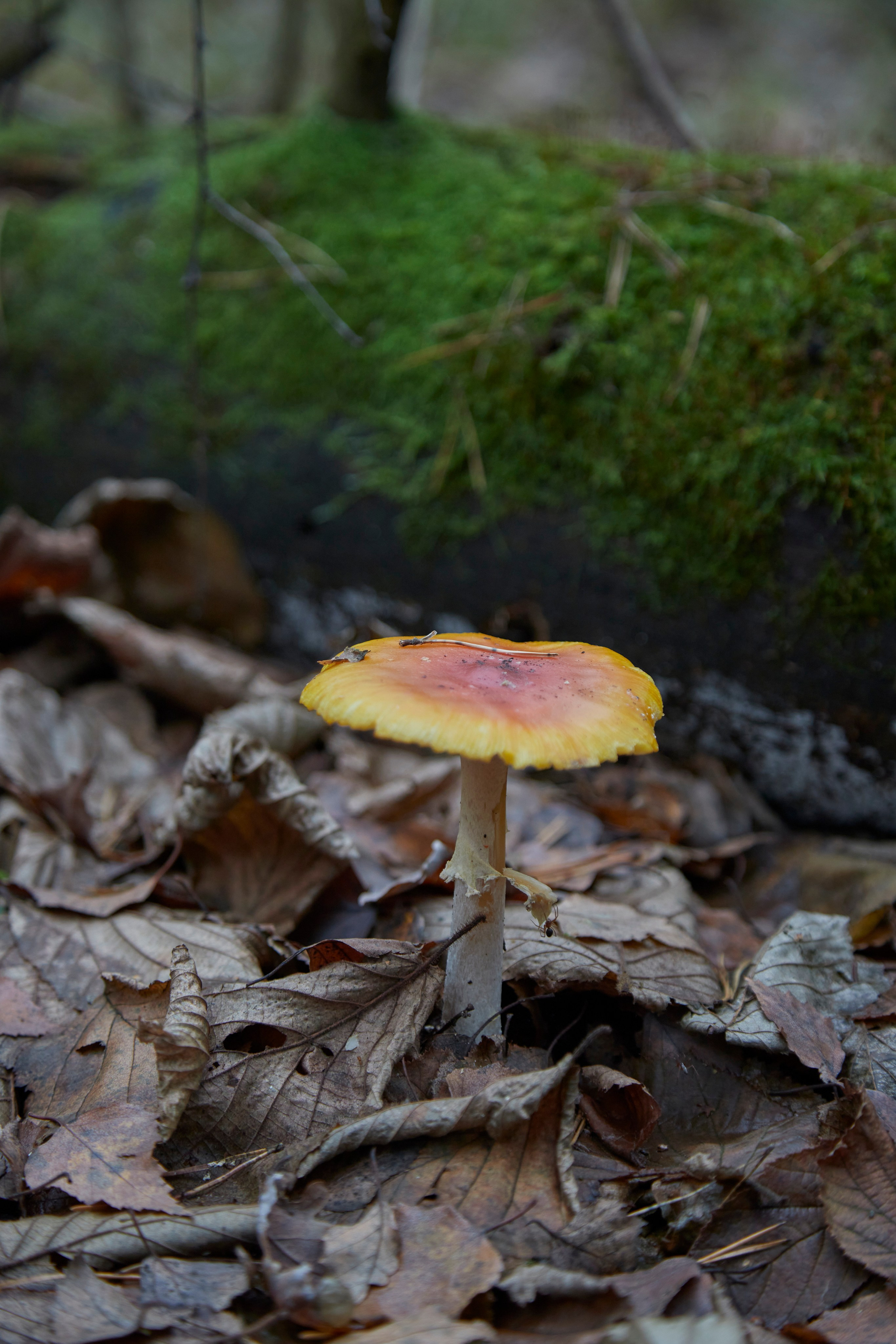 Люблю брать с собой фотоаппарат на прогулки в лесу или на природе. Осенью особое настроение в природе...ну вы знаете.