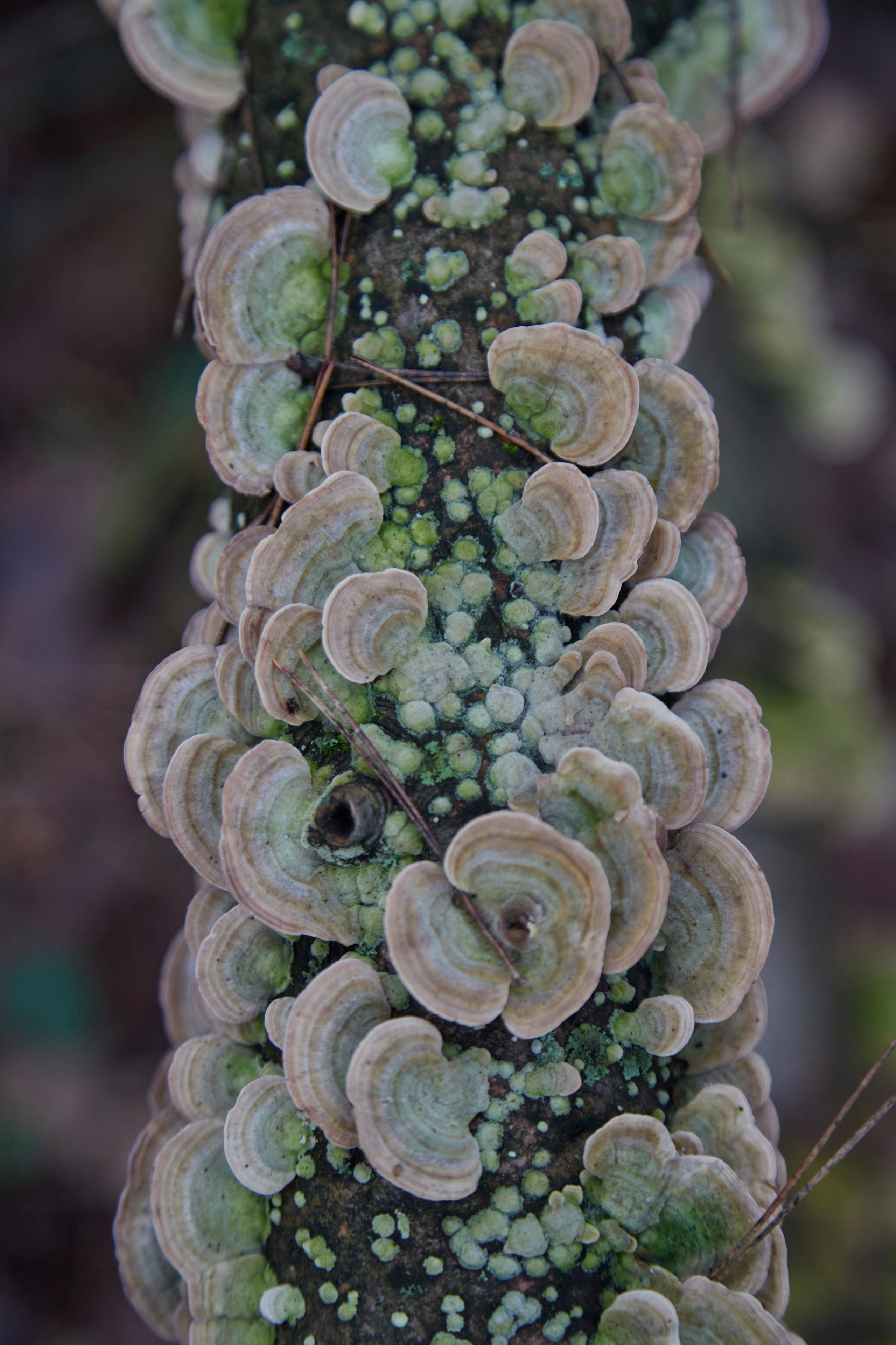 Люблю брать с собой фотоаппарат на прогулки в лесу или на природе. Осенью особое настроение в природе...ну вы знаете.