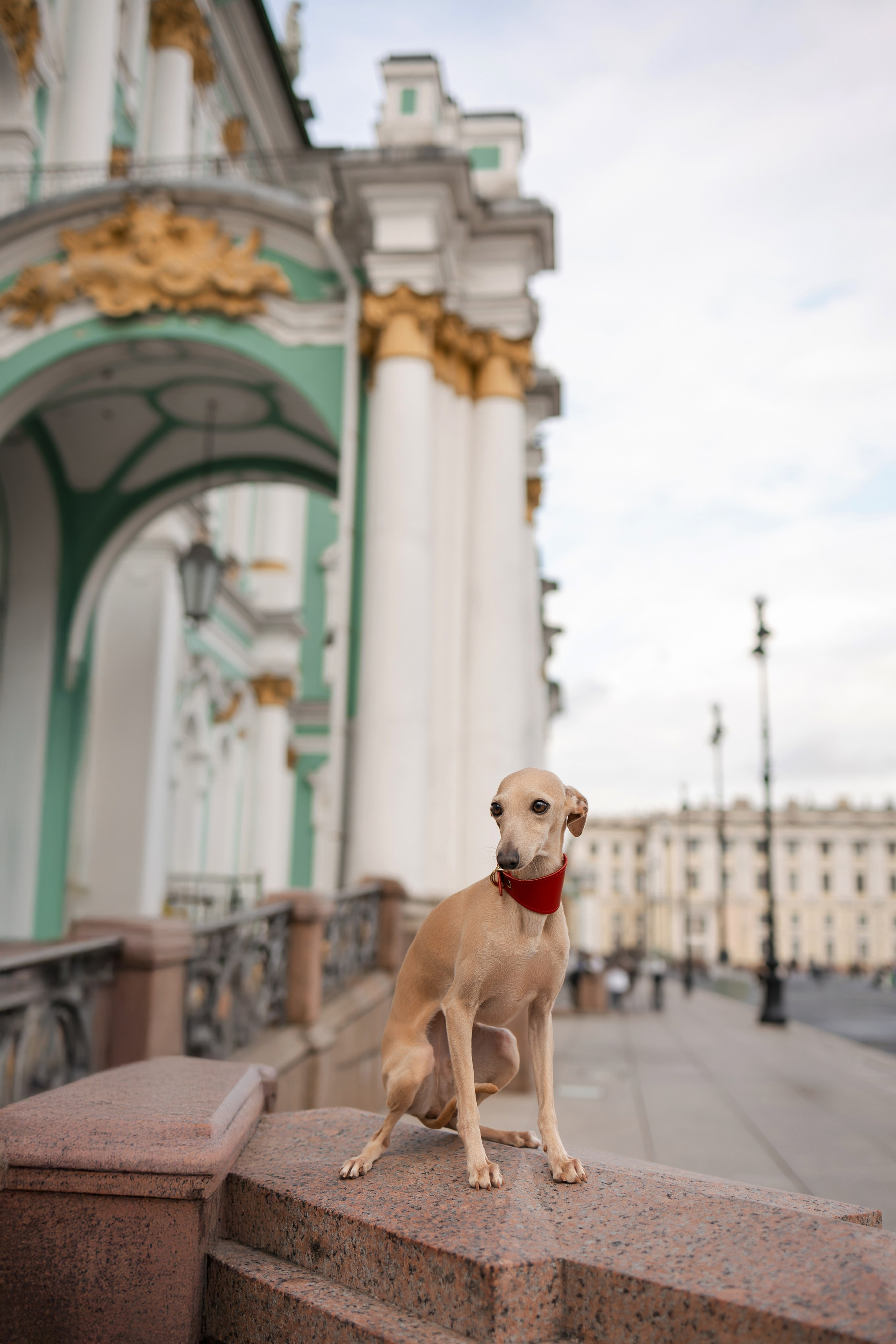 Профессиональный питомник левреток РКФ/FCI ASTI SAPPHIRE 💎 Санкт-Петербург