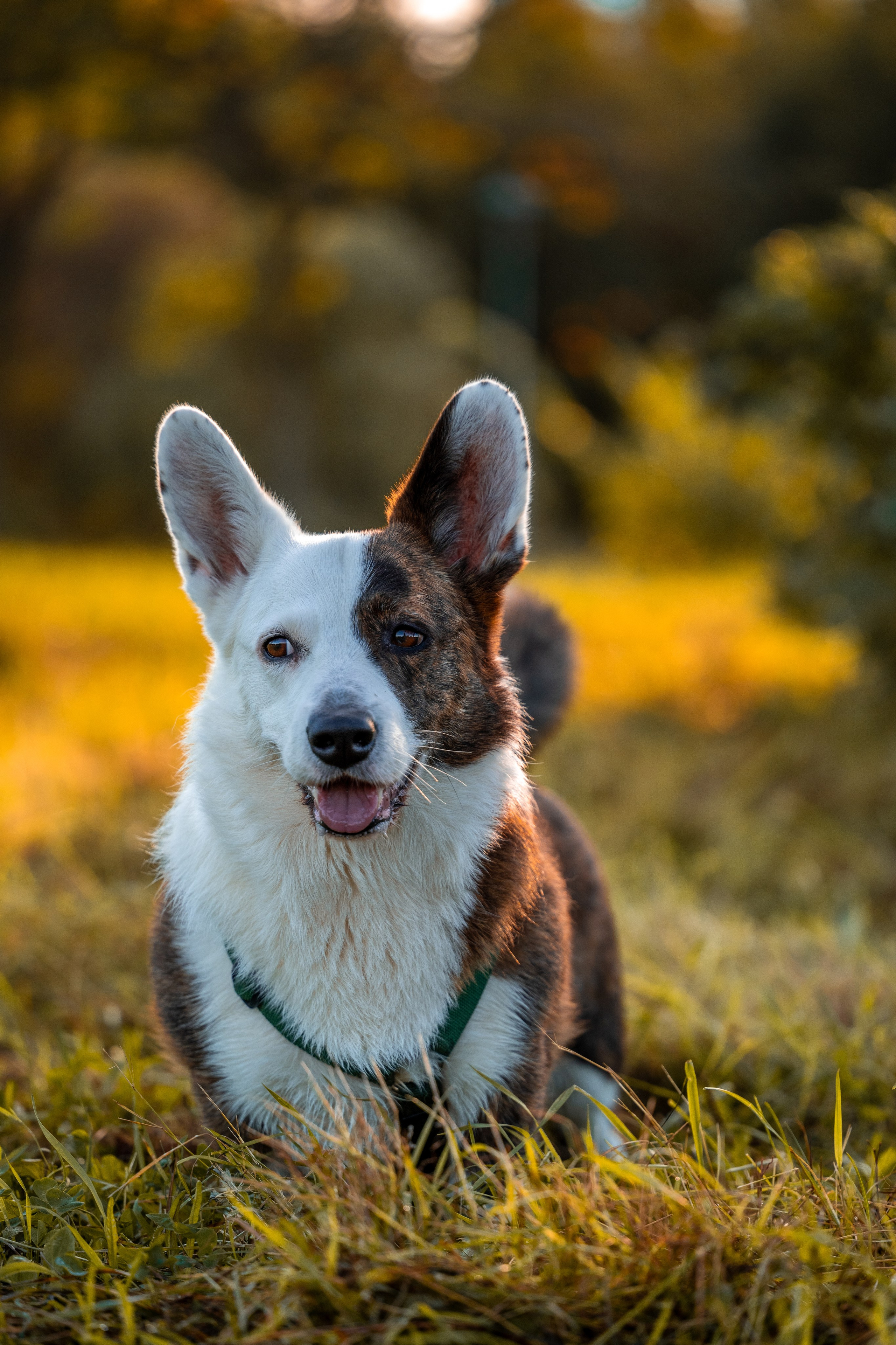 Услуги. Фотограф в Санкт-Петербурге Александра Ладыгина