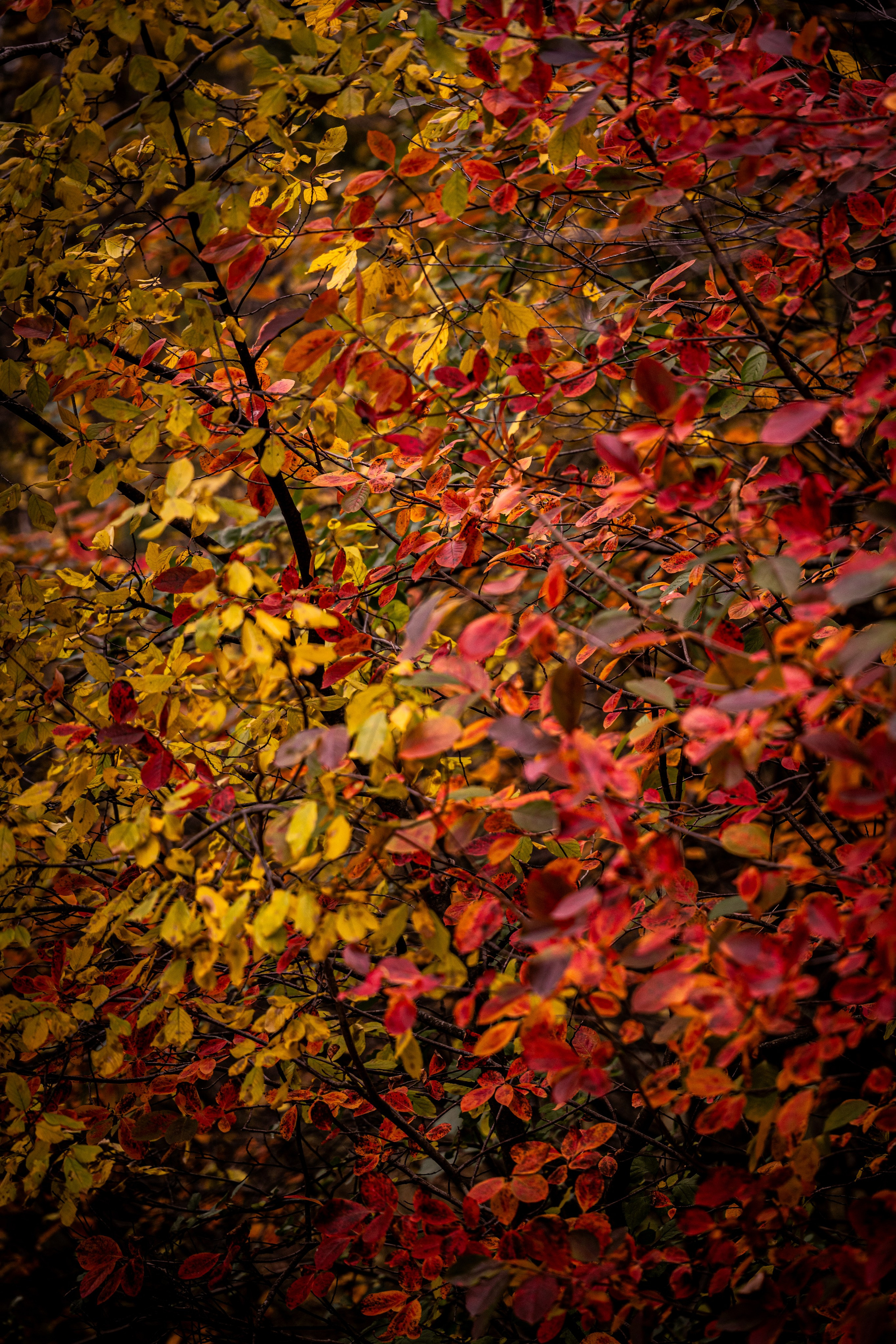 Услуги. Фотограф в Санкт-Петербурге Александра Ладыгина