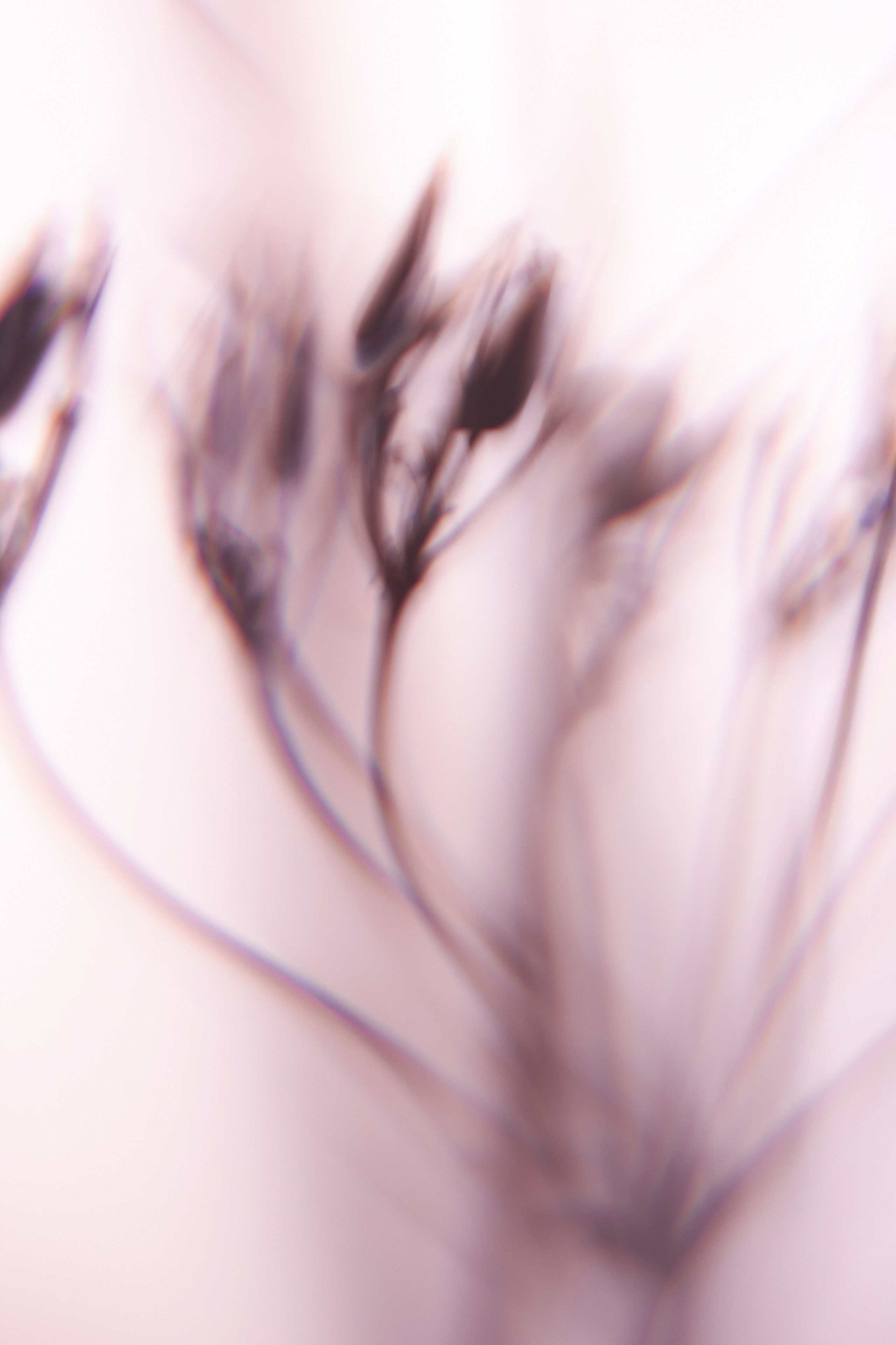 Эксклюзивная печать макро-фотографий. Sandra Marselly | Абстрактная Макро-Фотография