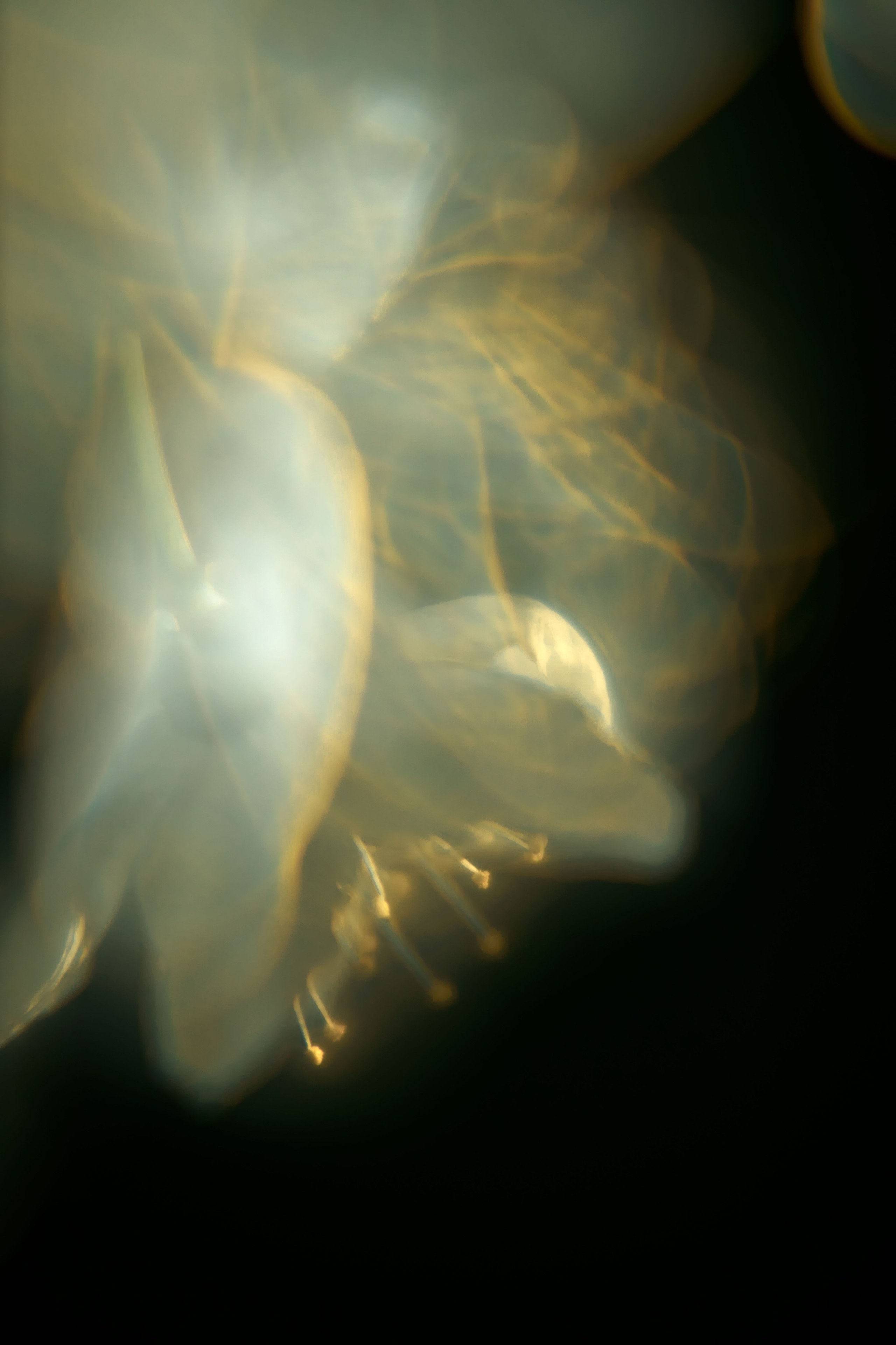 Эксклюзивная печать макро-фотографий. Sandra Marselly | Абстрактная Макро-Фотография