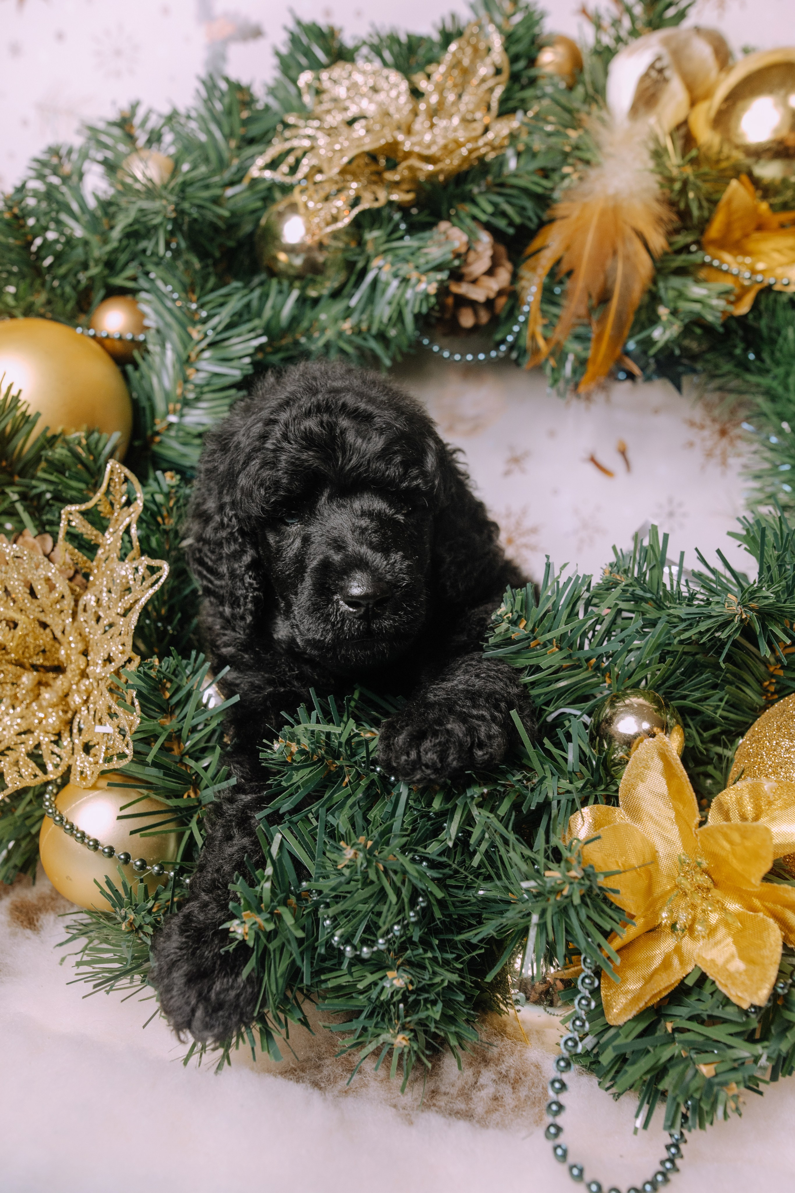 Щенки. Sarabi`s Legacy питомник пуделей Казань