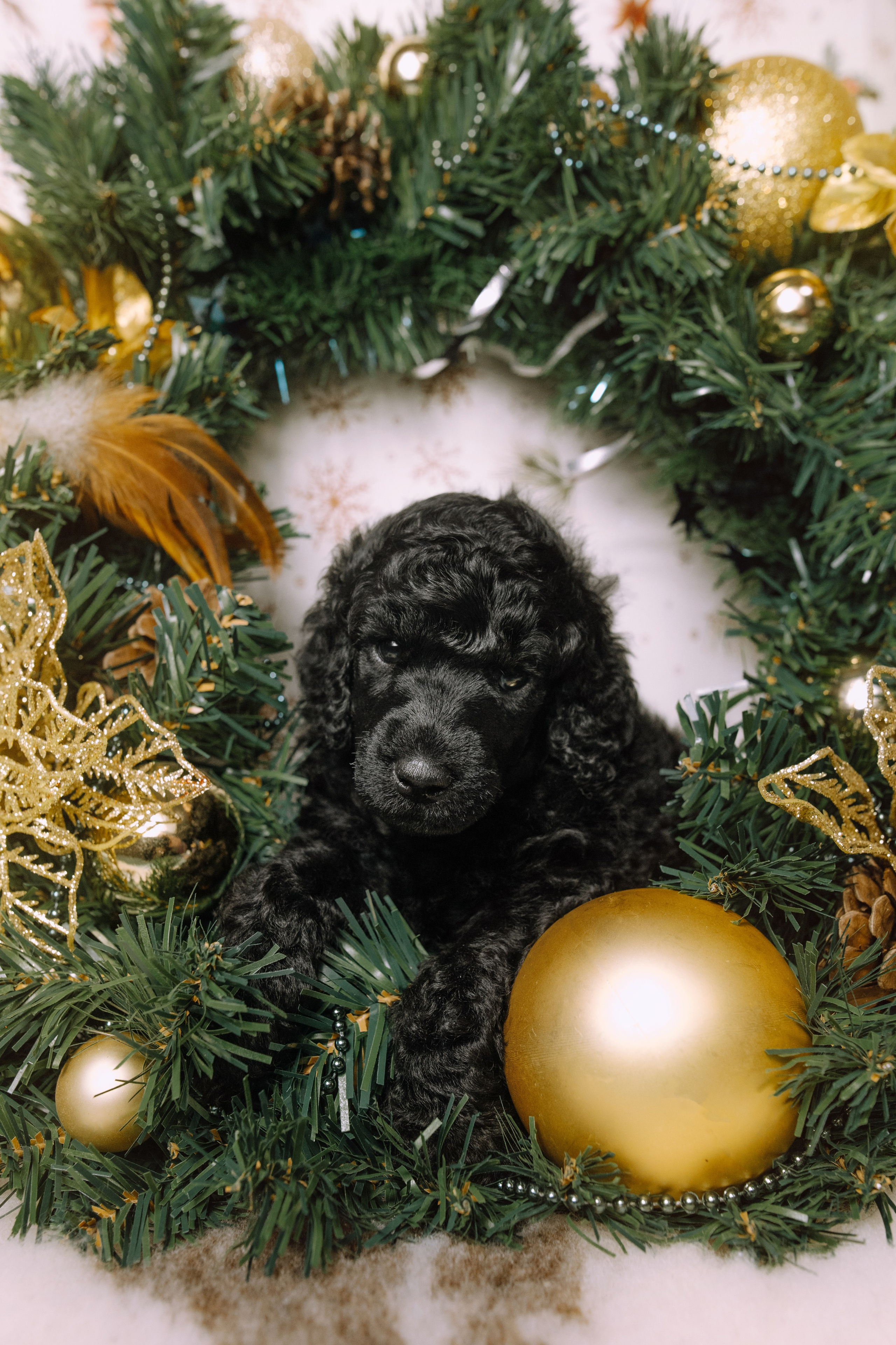 Щенки. Sarabi`s Legacy питомник пуделей Казань