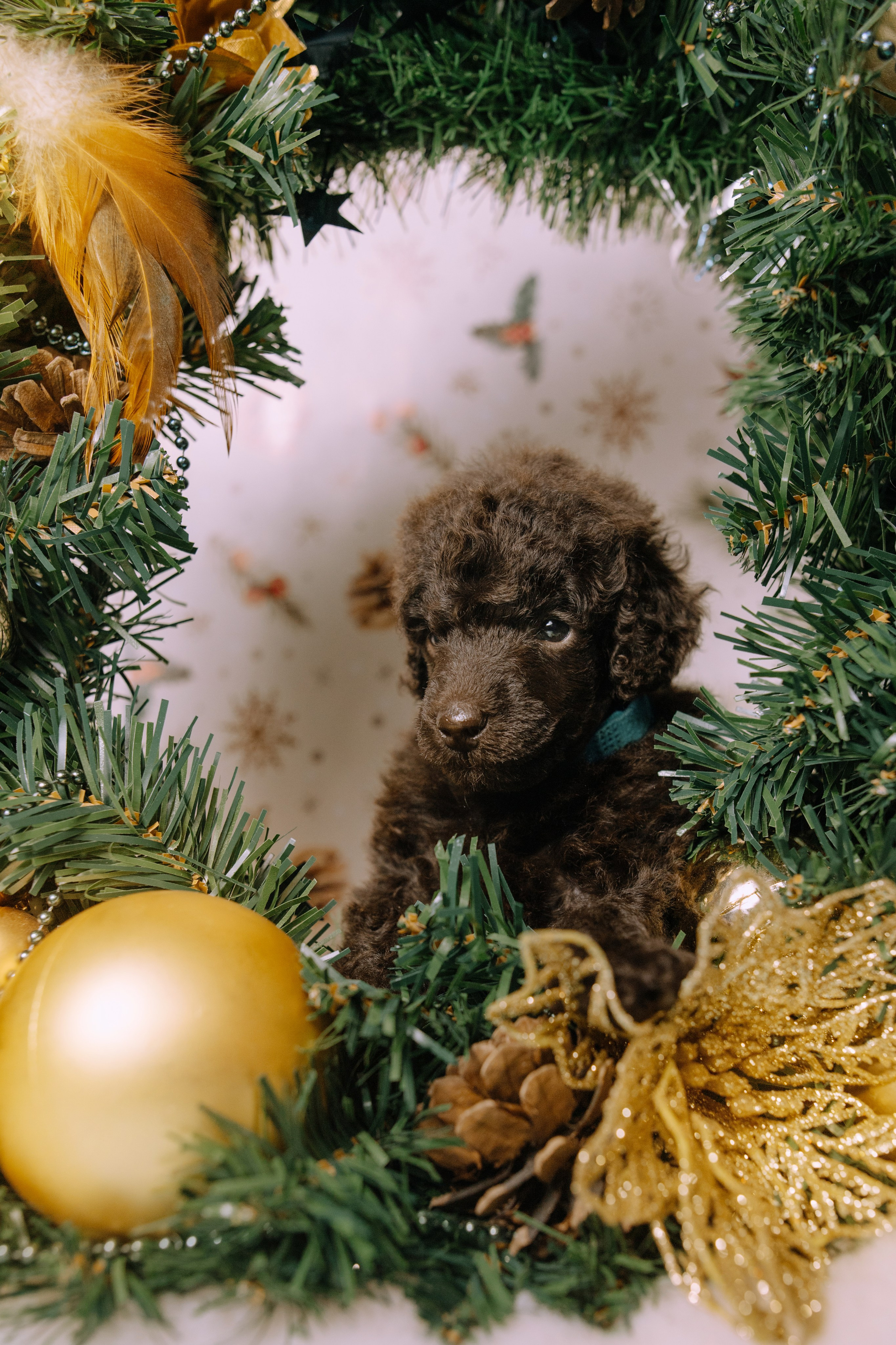 Щенки. Sarabi`s Legacy питомник пуделей Казань