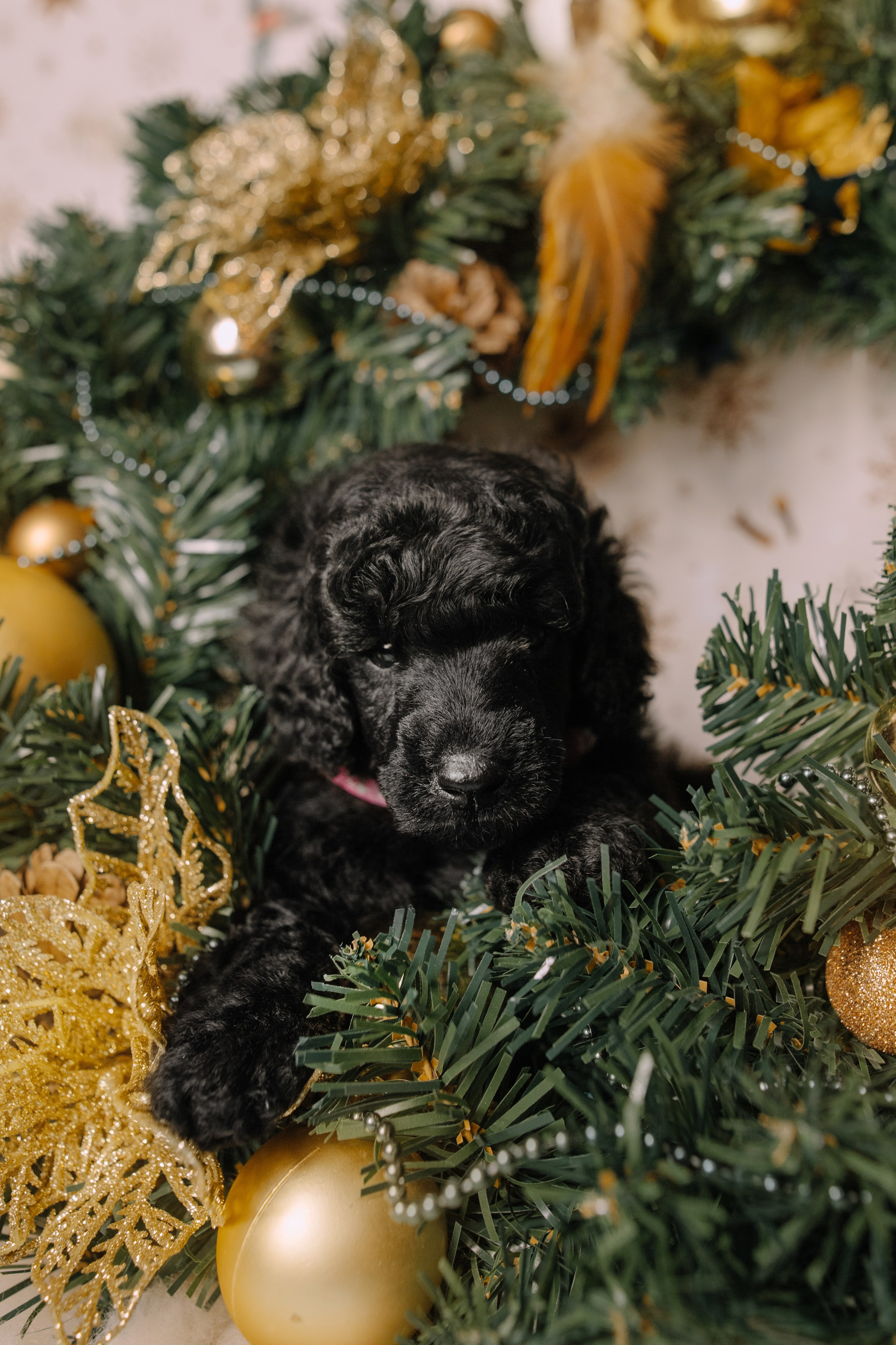 Щенки. Sarabi`s Legacy питомник пуделей Казань