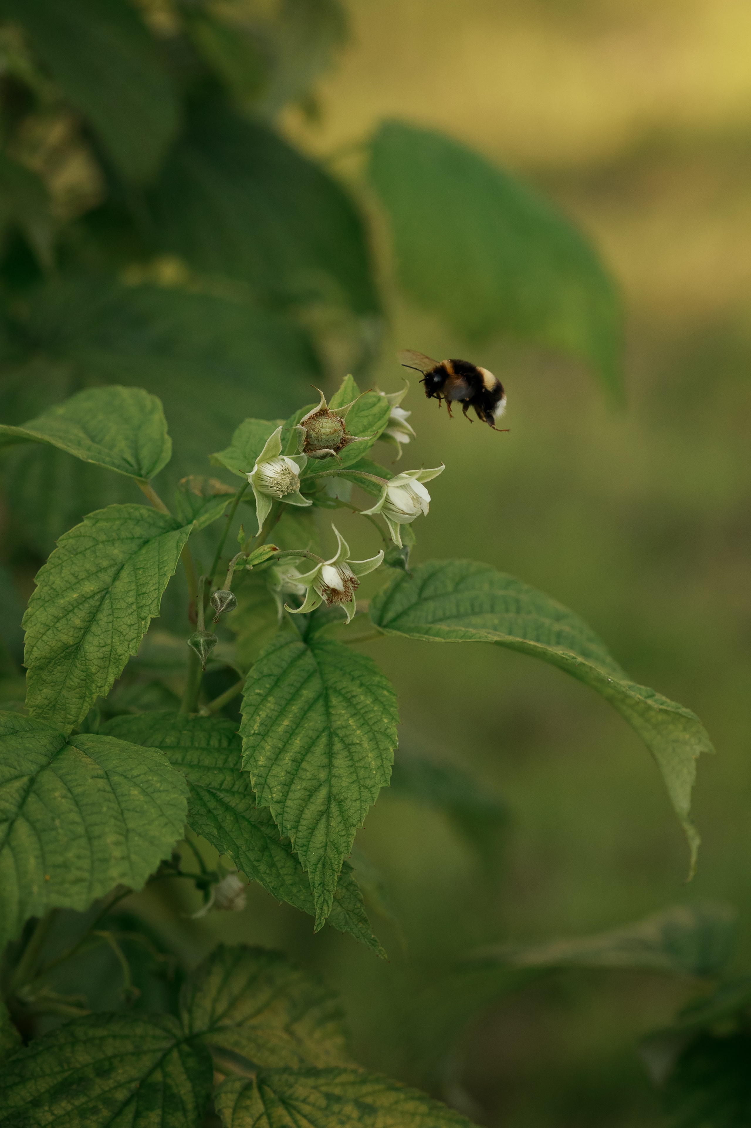 Какого цвета август?. Семейный фотограф в Калининграде Надежда Гриднева