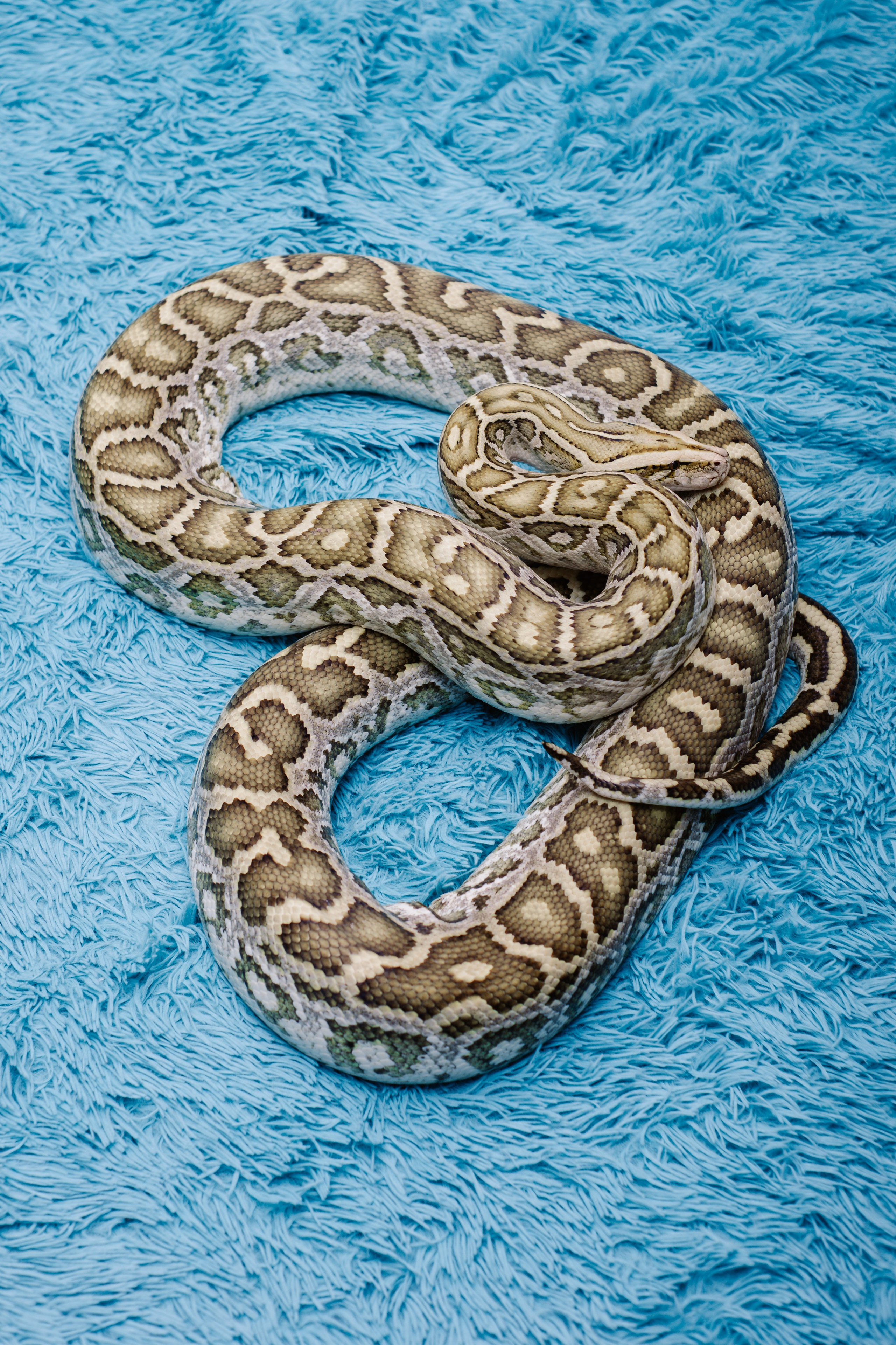 Модели змей. Фотограф Алёна Сергеевна Aloha_chë