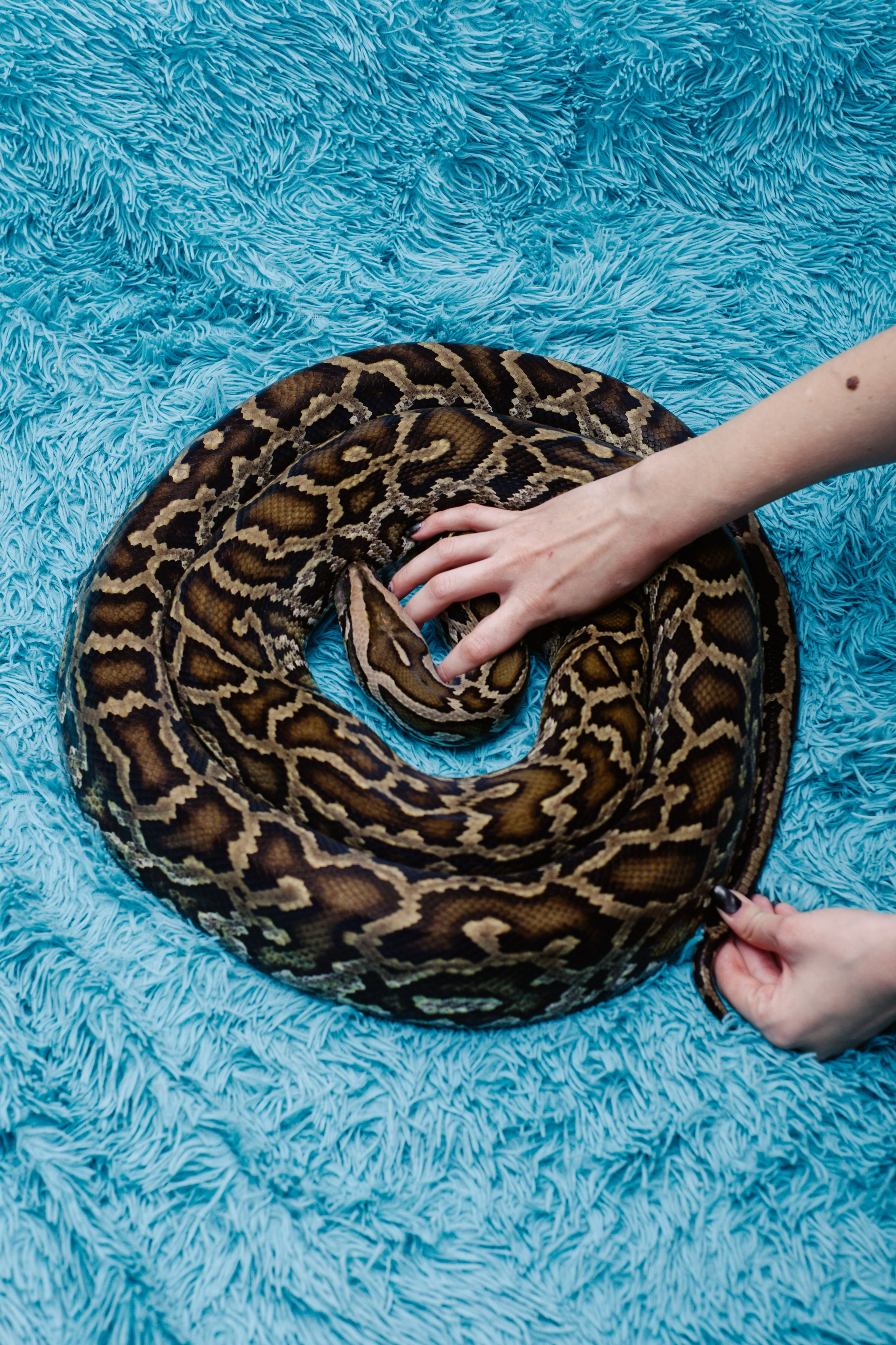 Модели змей. Фотограф Алёна Сергеевна Aloha_chë