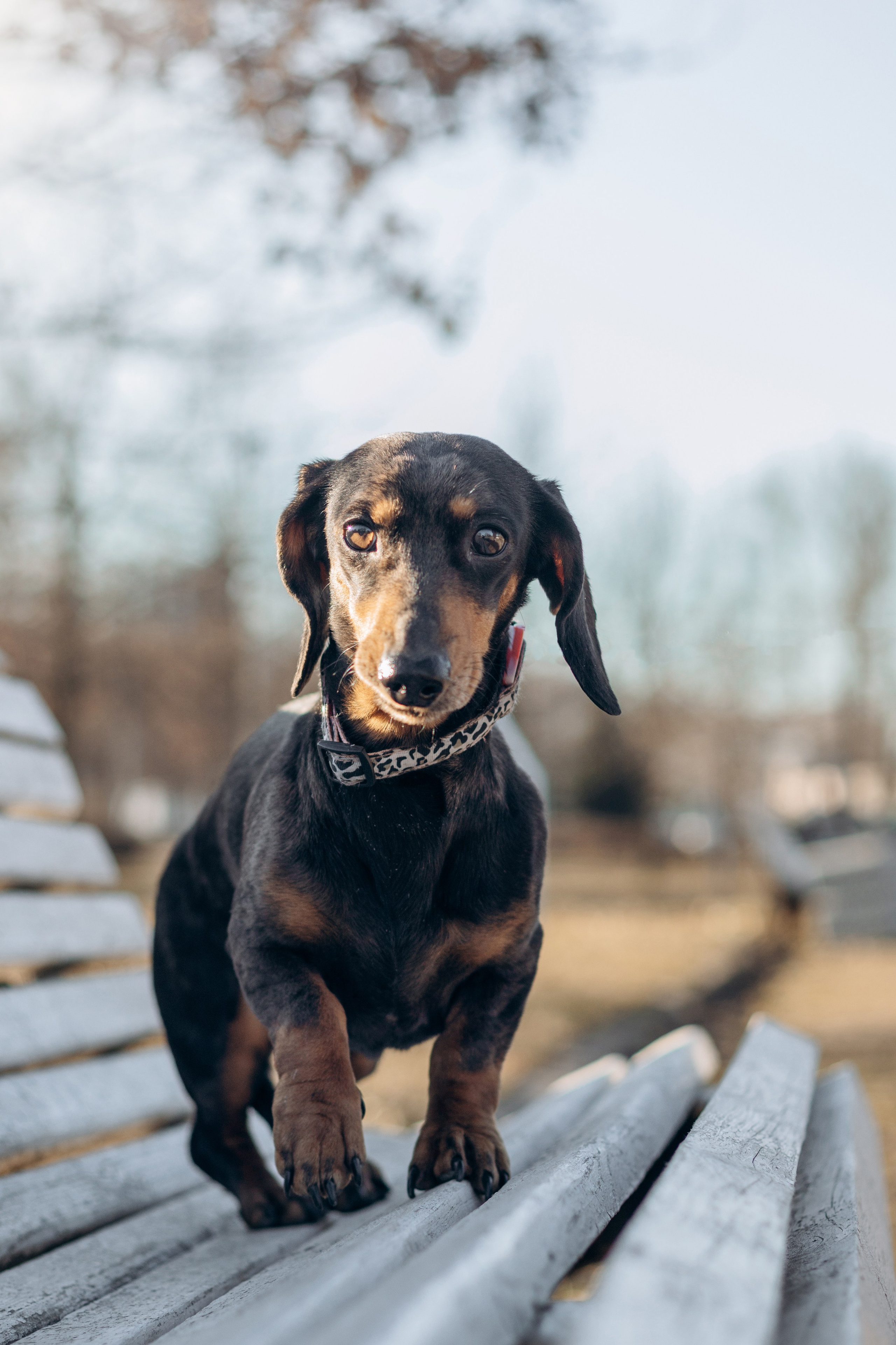 Услуги. Фотограф-анималист в Санкт-Петербурге
