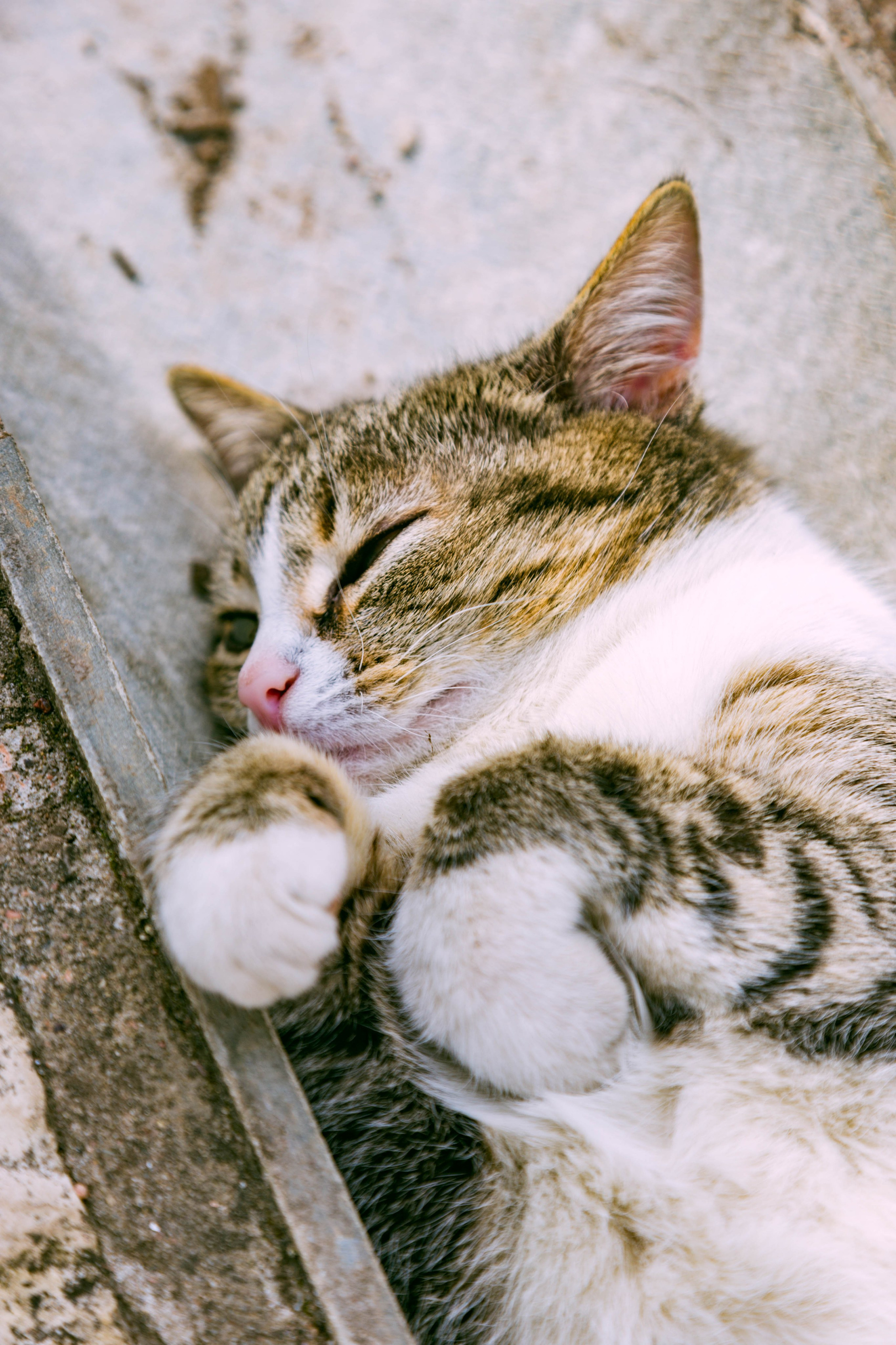 Фотографирую кошек. Репортажный и концертный фотограф в Санкт-Петербурге Адмакина Дарья