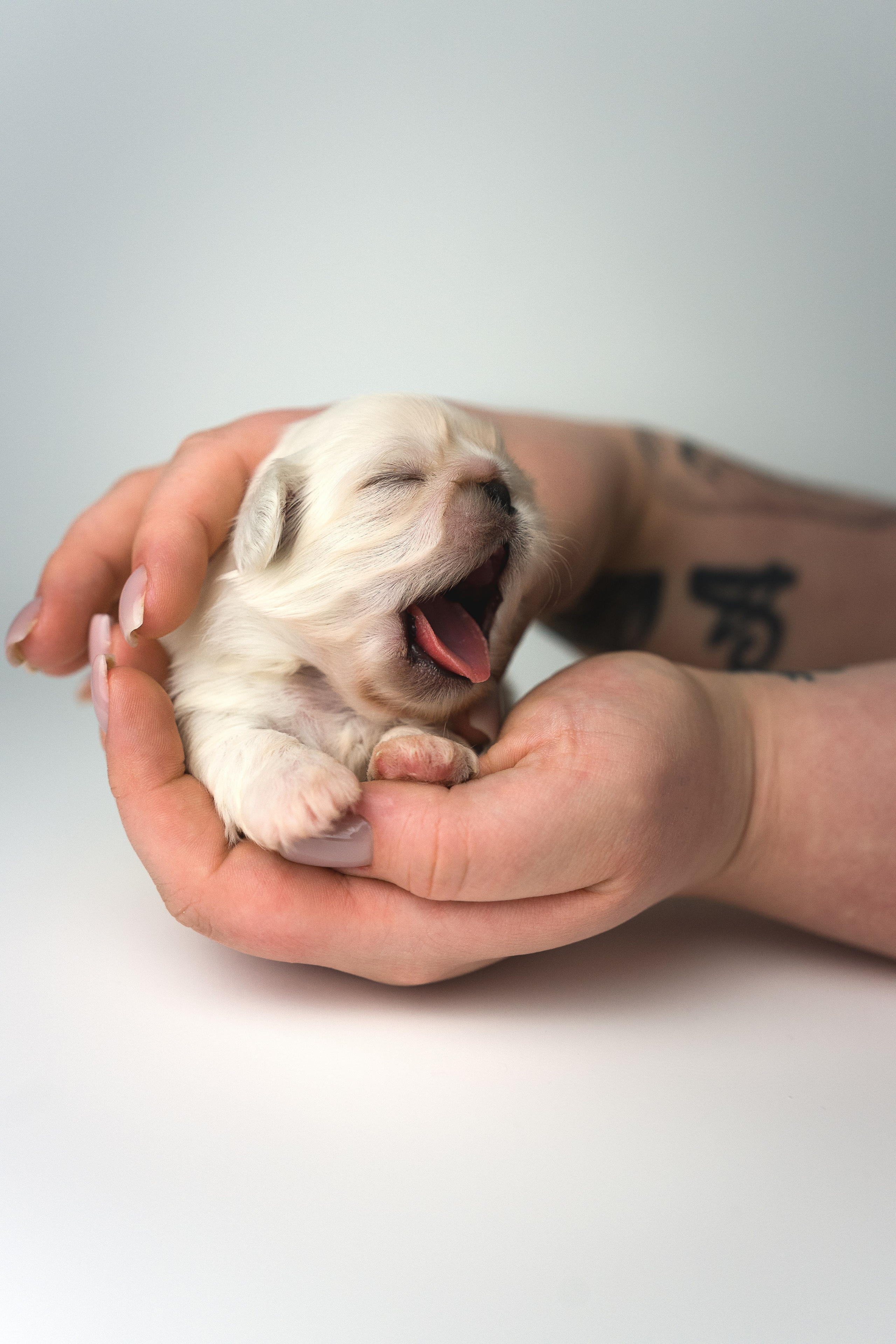 Фотосессия щенков на продажу Москва
