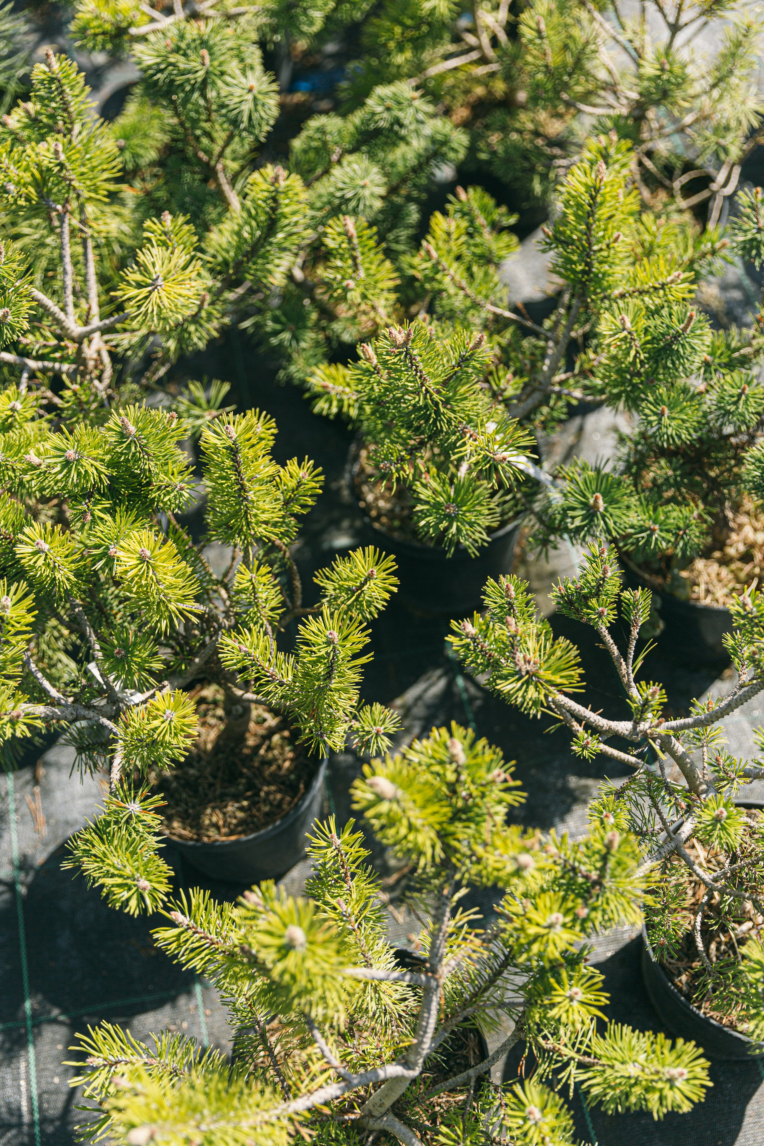Фотосъемка для питомника растений «Алексеевская Дубрава» — кейс фотографа. Кристина Бирон — контент-креатор: Reels, фото/видео для бизнеса в СПб и Москве + AI-контент по РФ