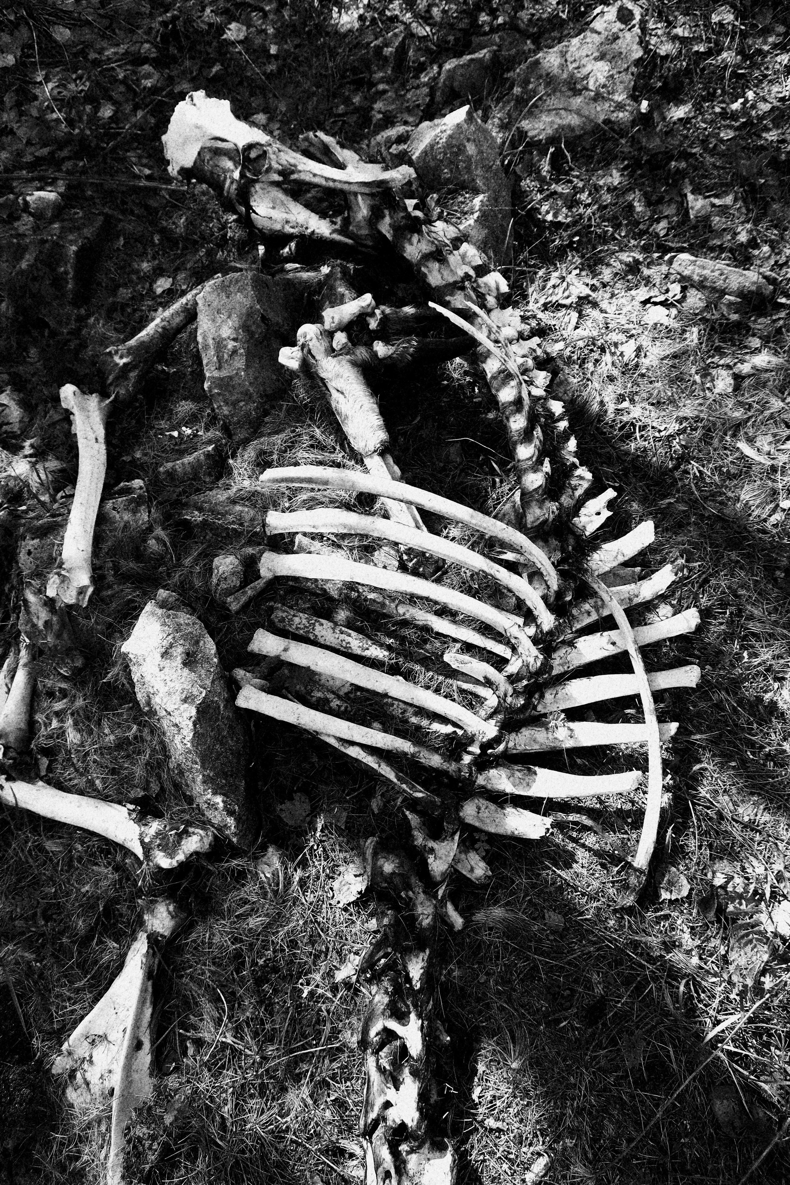 Смотрят. Художник Екатерина Оленина