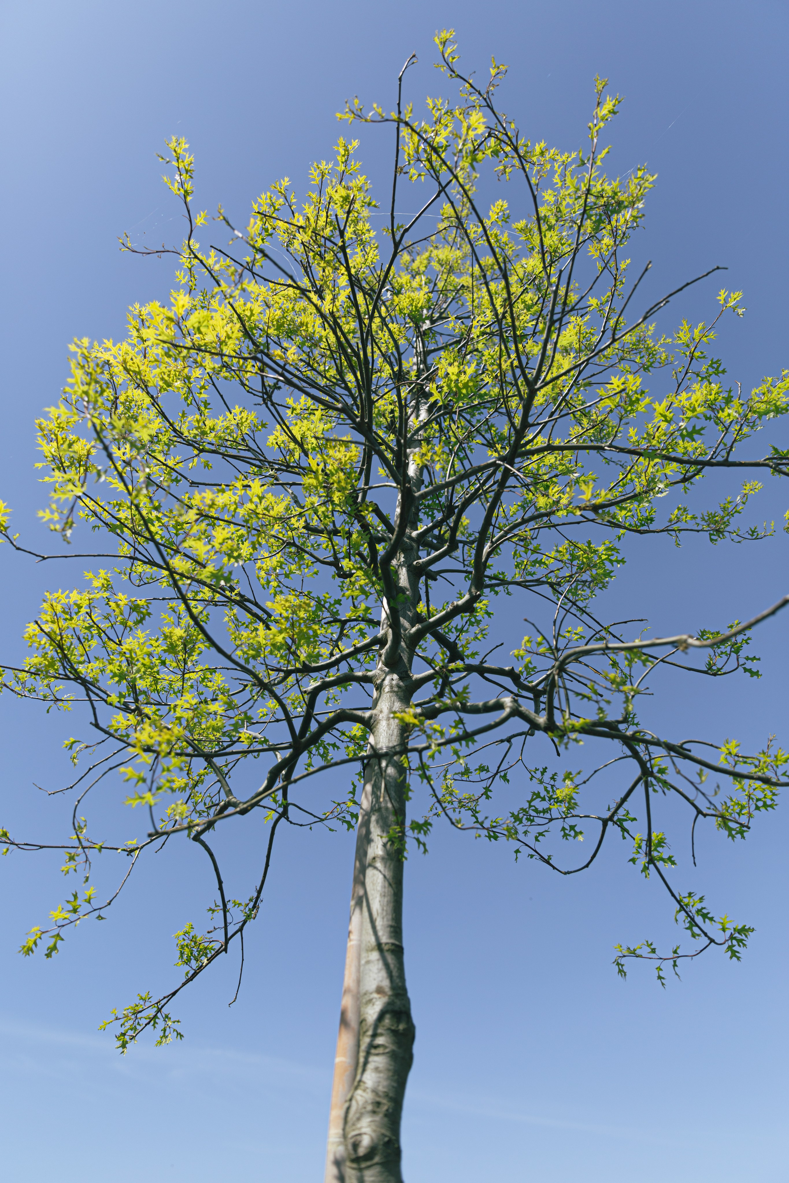 Фотосъемка для питомника растений «Алексеевская Дубрава» — кейс фотографа. Кристина Бирон — контент-креатор: Reels, фото/видео для бизнеса в СПб и Москве + AI-контент по РФ