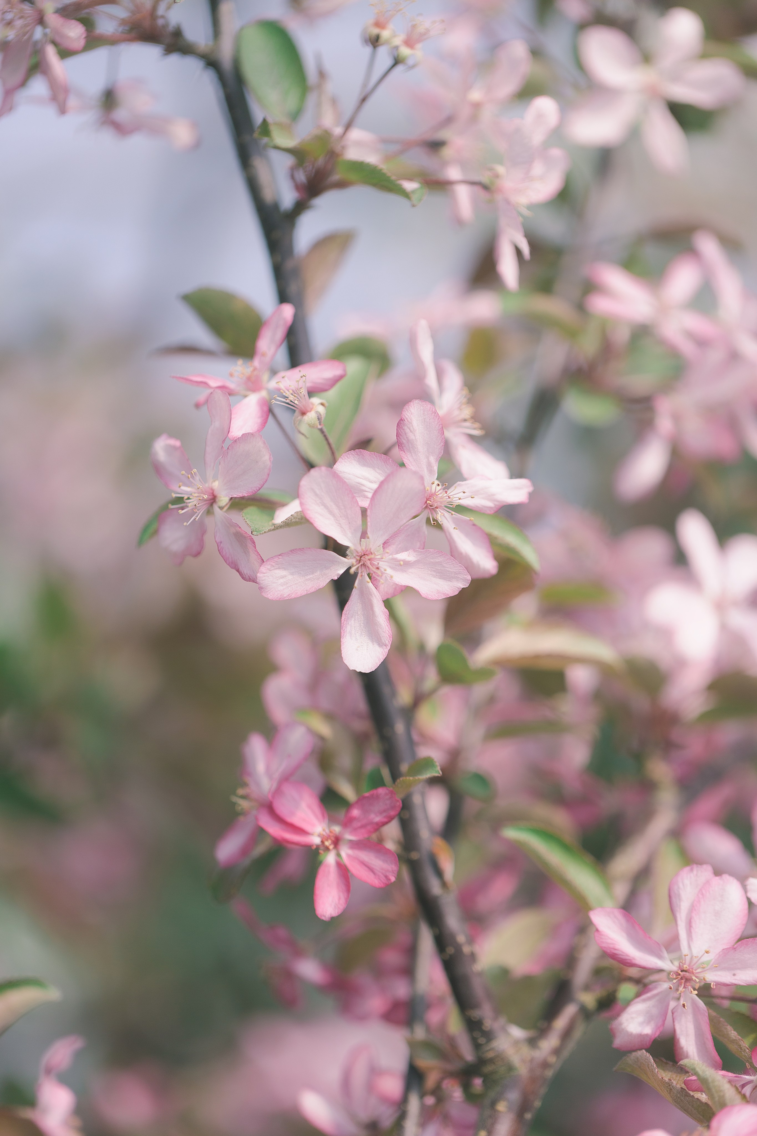 Фотосъемка для питомника растений «Алексеевская Дубрава» — кейс фотографа. Кристина Бирон — контент-креатор: Reels, фото/видео для бизнеса в СПб и Москве + AI-контент по РФ