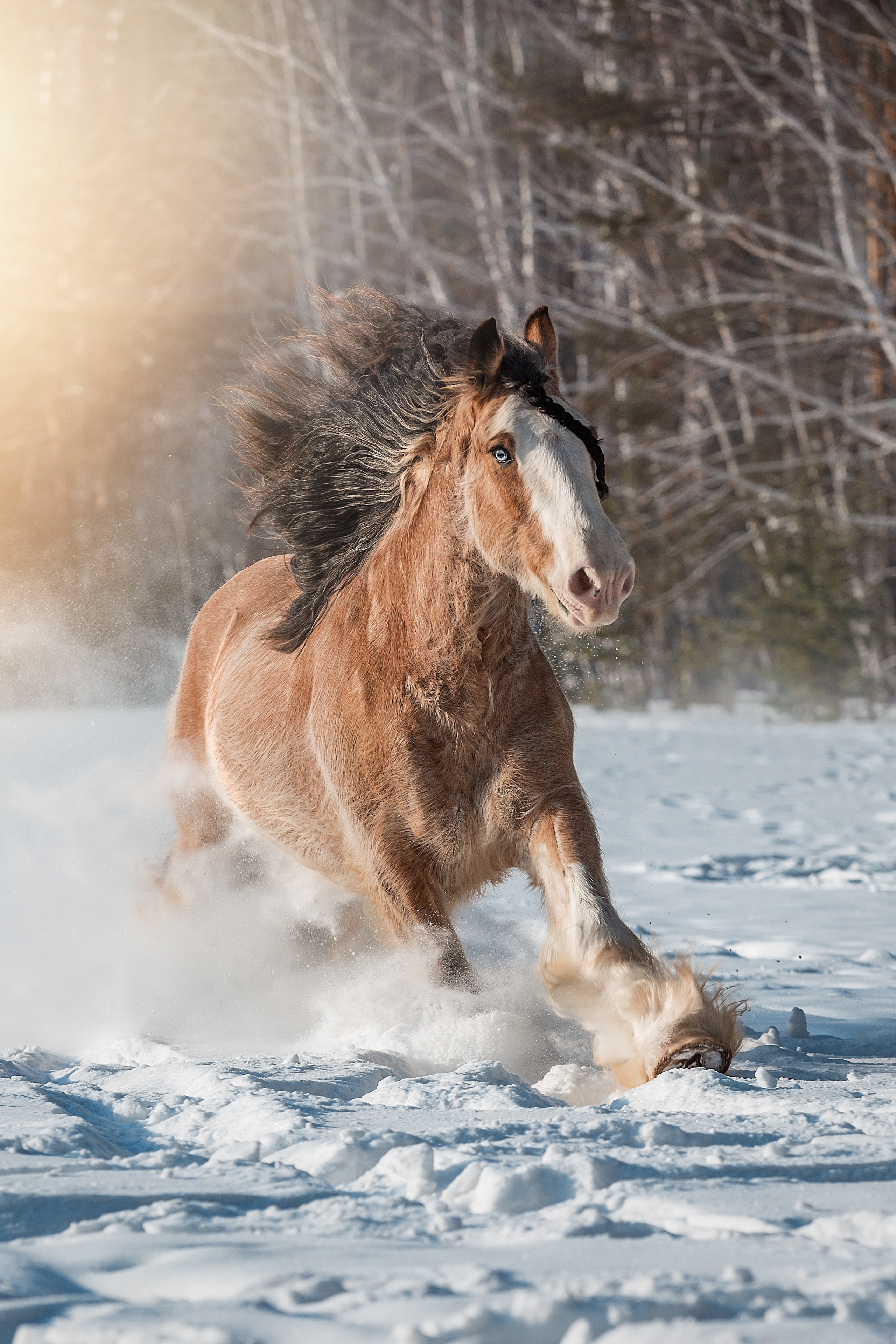 конный фотограф, фотосьемка лошадей, фото лошадей, экстерьерная сьемка лошадей Екатеринург, конный фотограф Екатеринбург