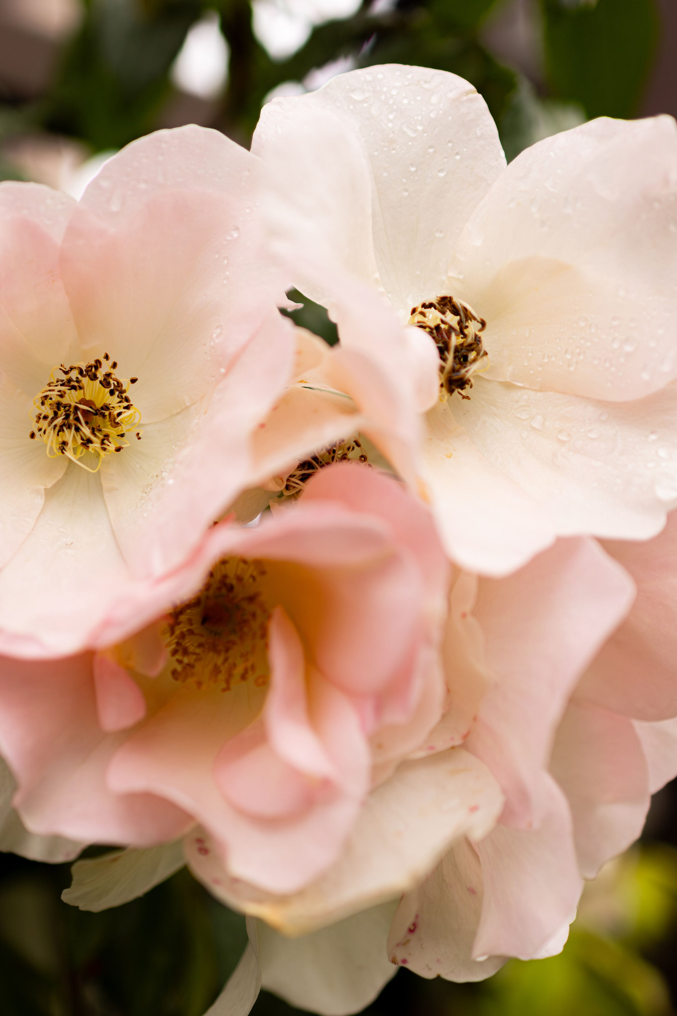 Фотограф Николай Шевченко