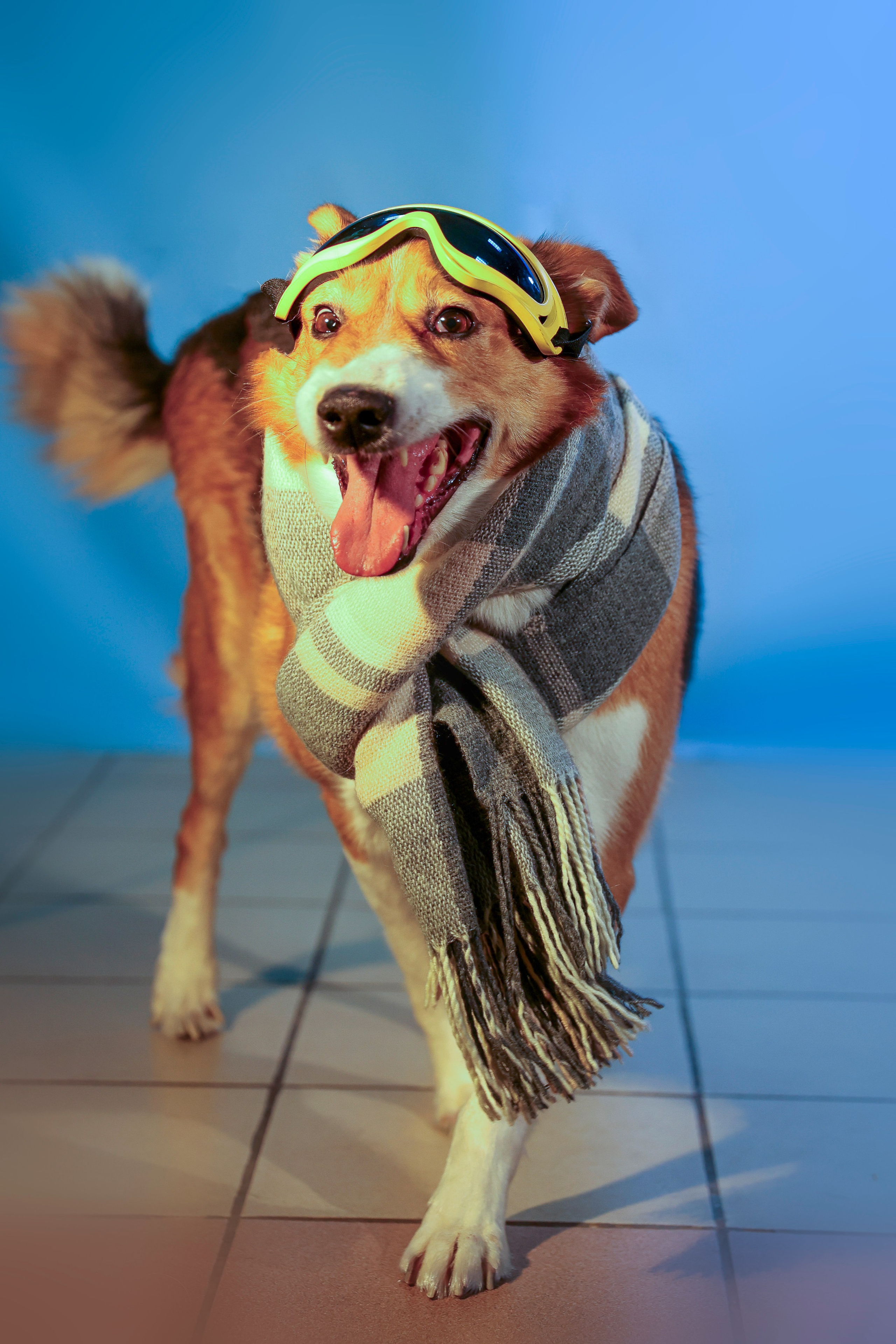Приют четвероногий АНГЕЛ. Фотограф 📸 семейный, предметный, репортажный