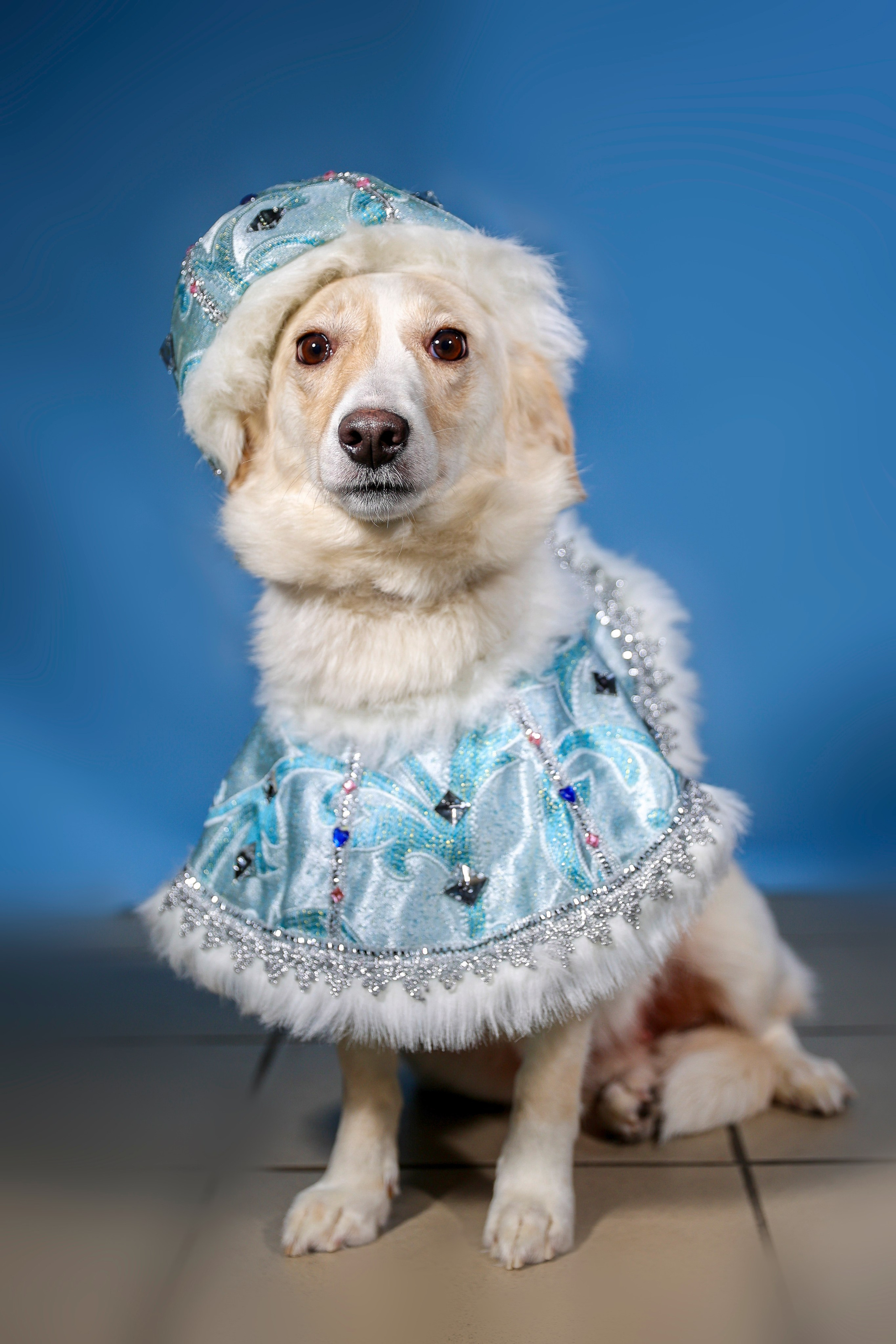 Приют четвероногий АНГЕЛ. Фотограф 📸 семейный, предметный, репортажный