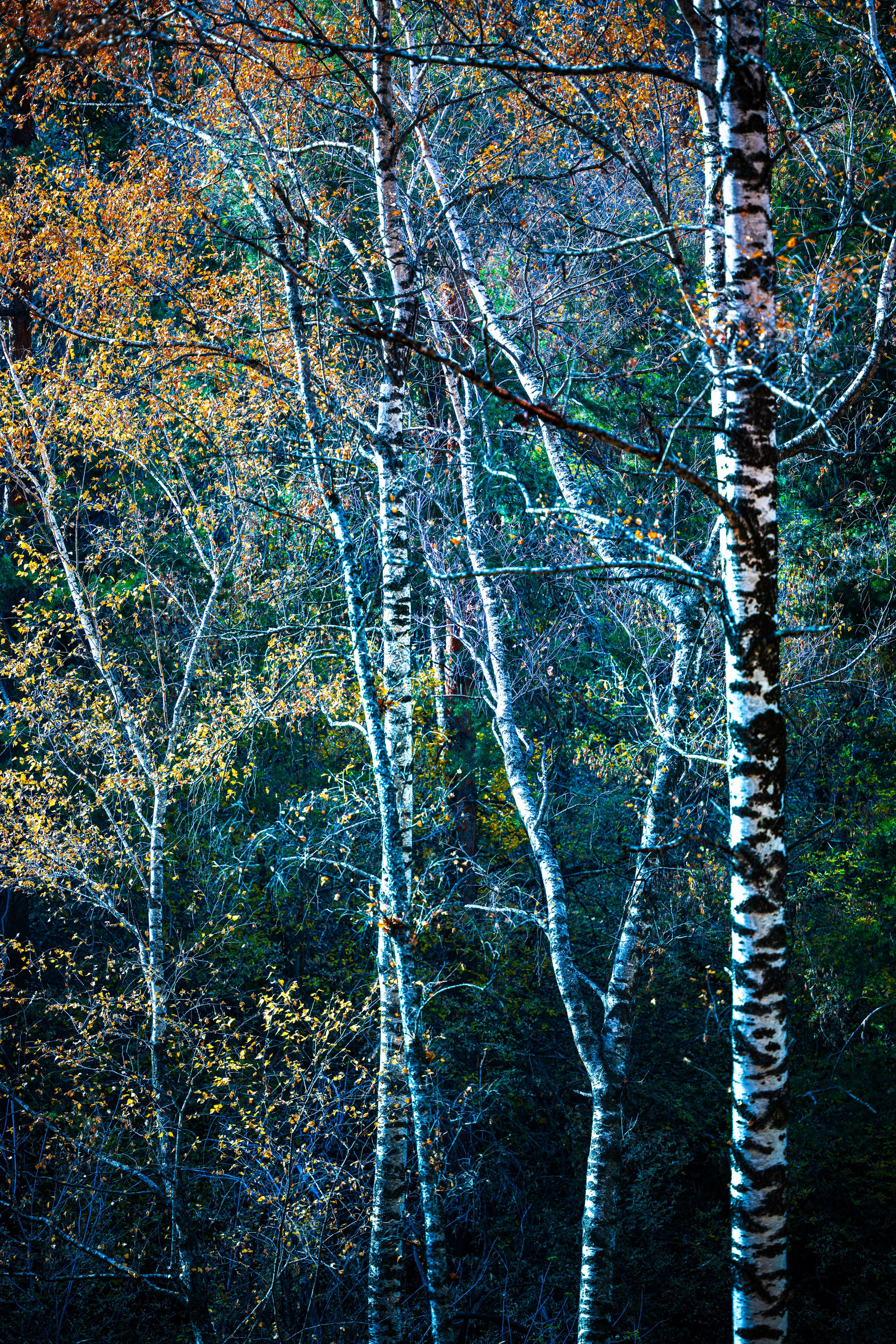 Картины о красоте, культурных ценностях и традициях Казахстана