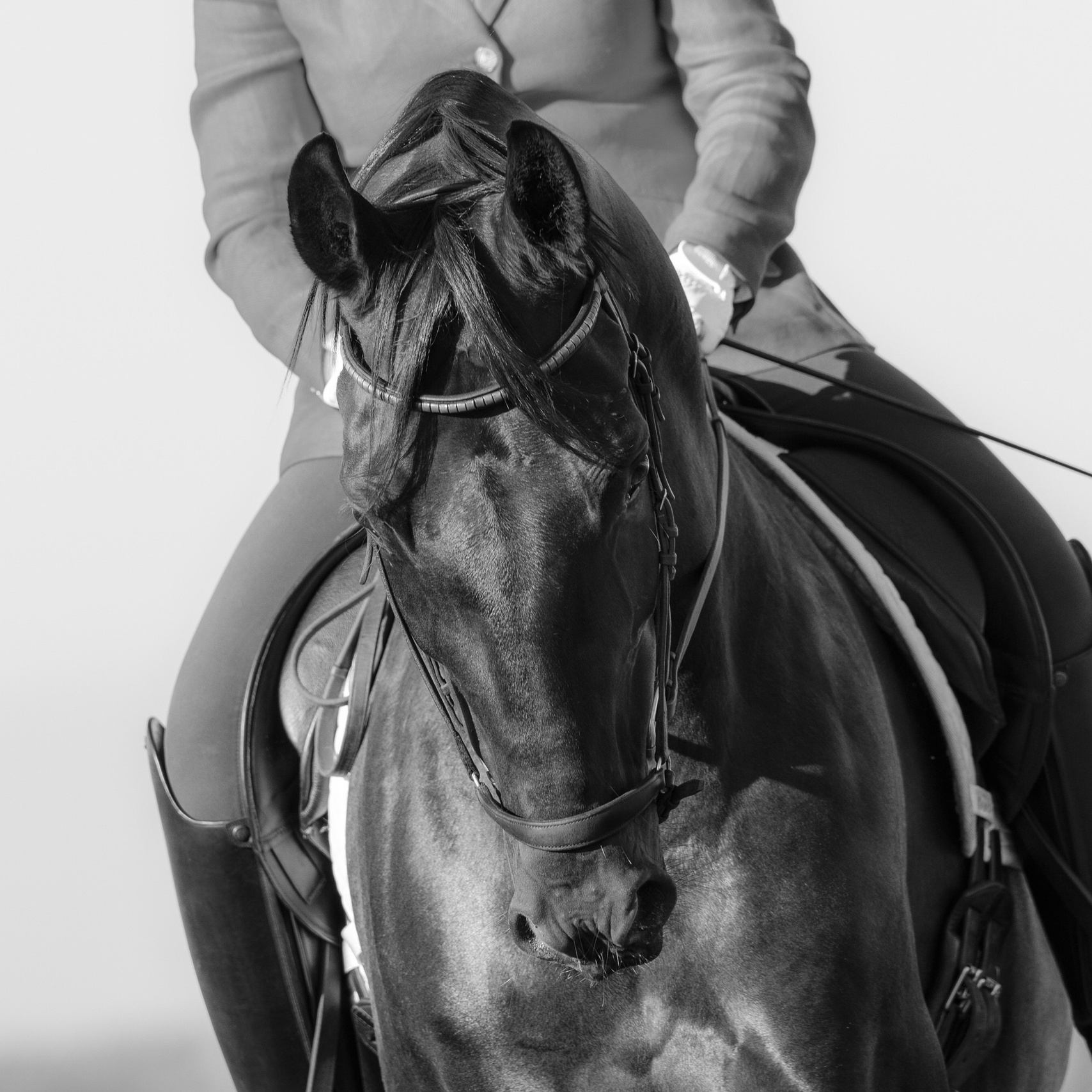 Contact. Liana Antanovich | Equestrian Strategies