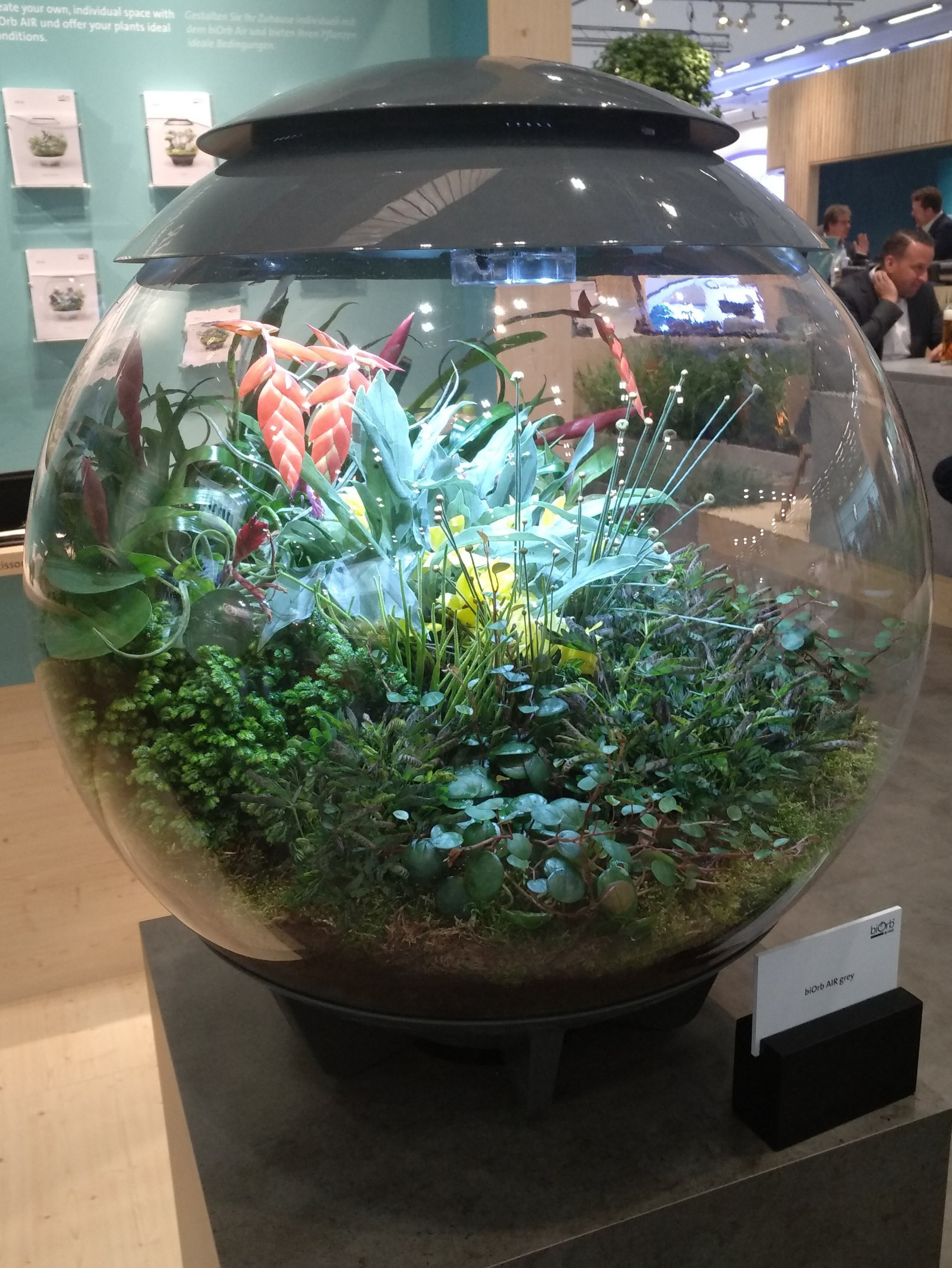 Круглый аквариум. Аквариумист Максим Ерёмин. Aqua Maxim