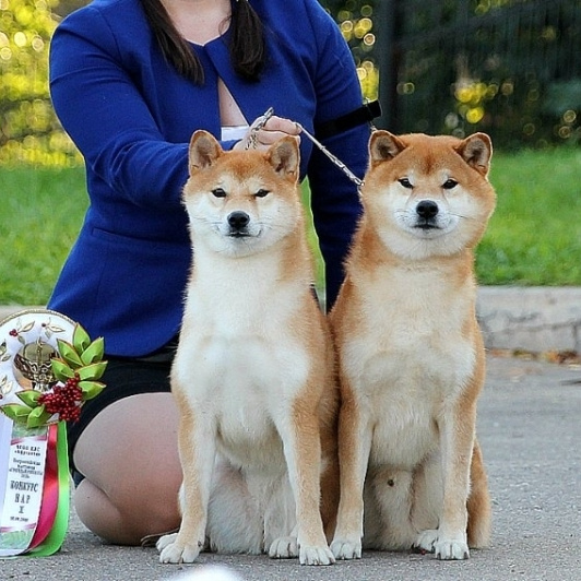 Dog show 2018. SHIOMARU Питомник сиба и акита-ину