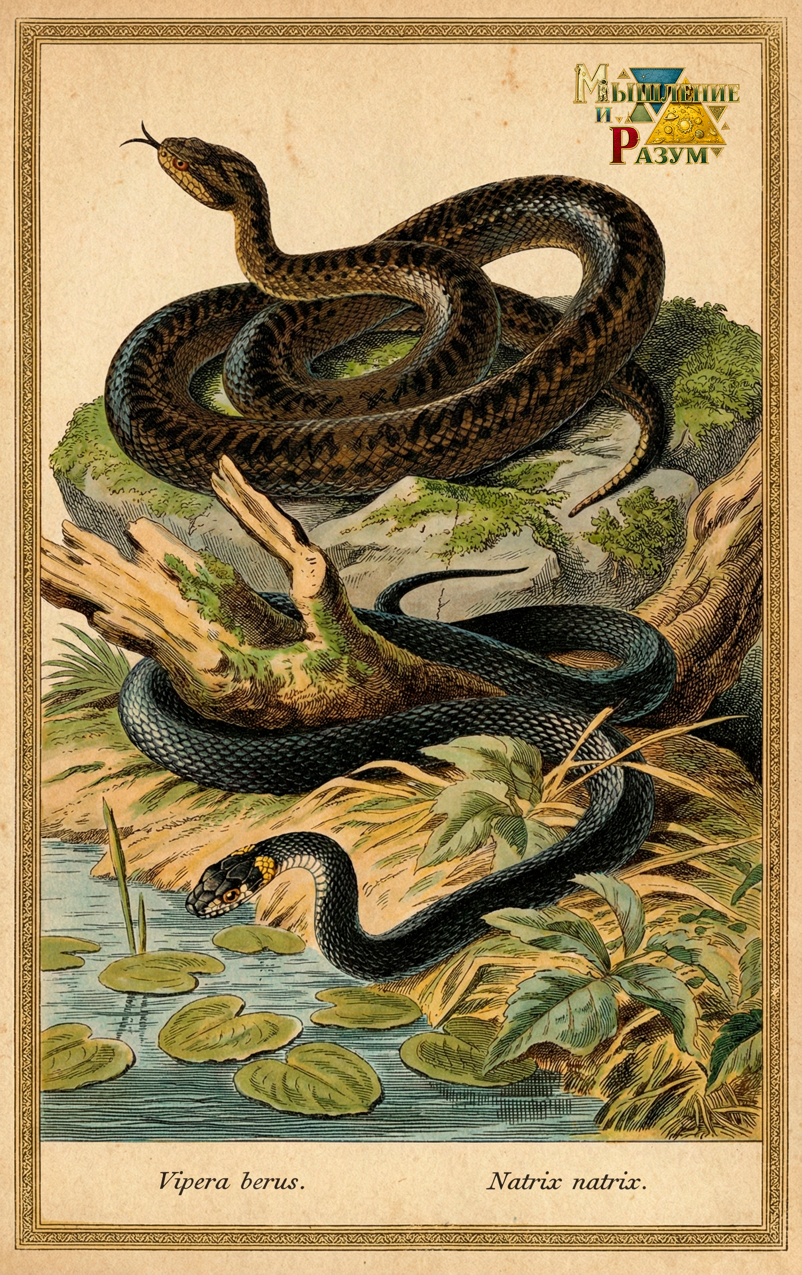 Гадюка и уж. Мышление и разум