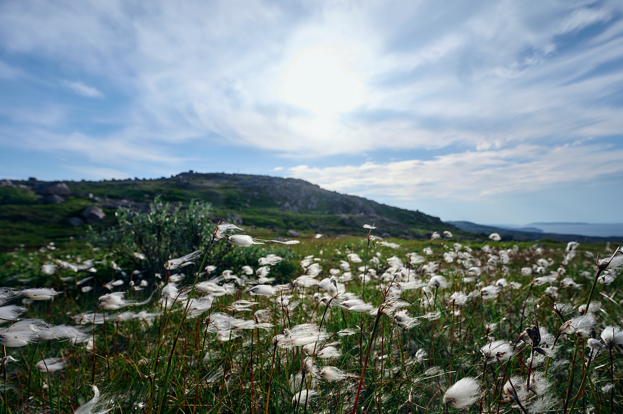 Териберка. Пушица влагалищная. Растения кольского полуострова.