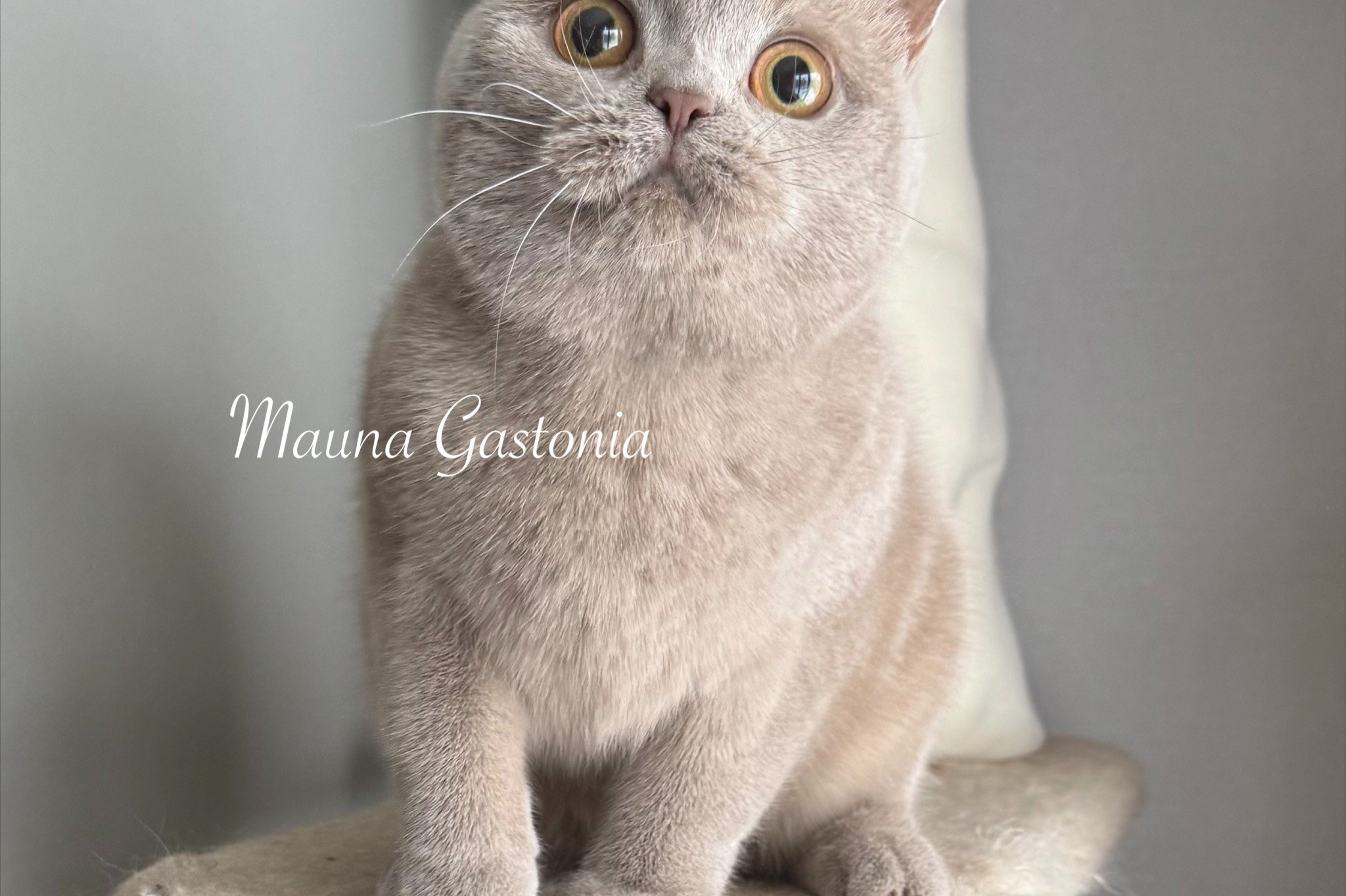Свободные котята\Available kittens. Mauna Gastonia