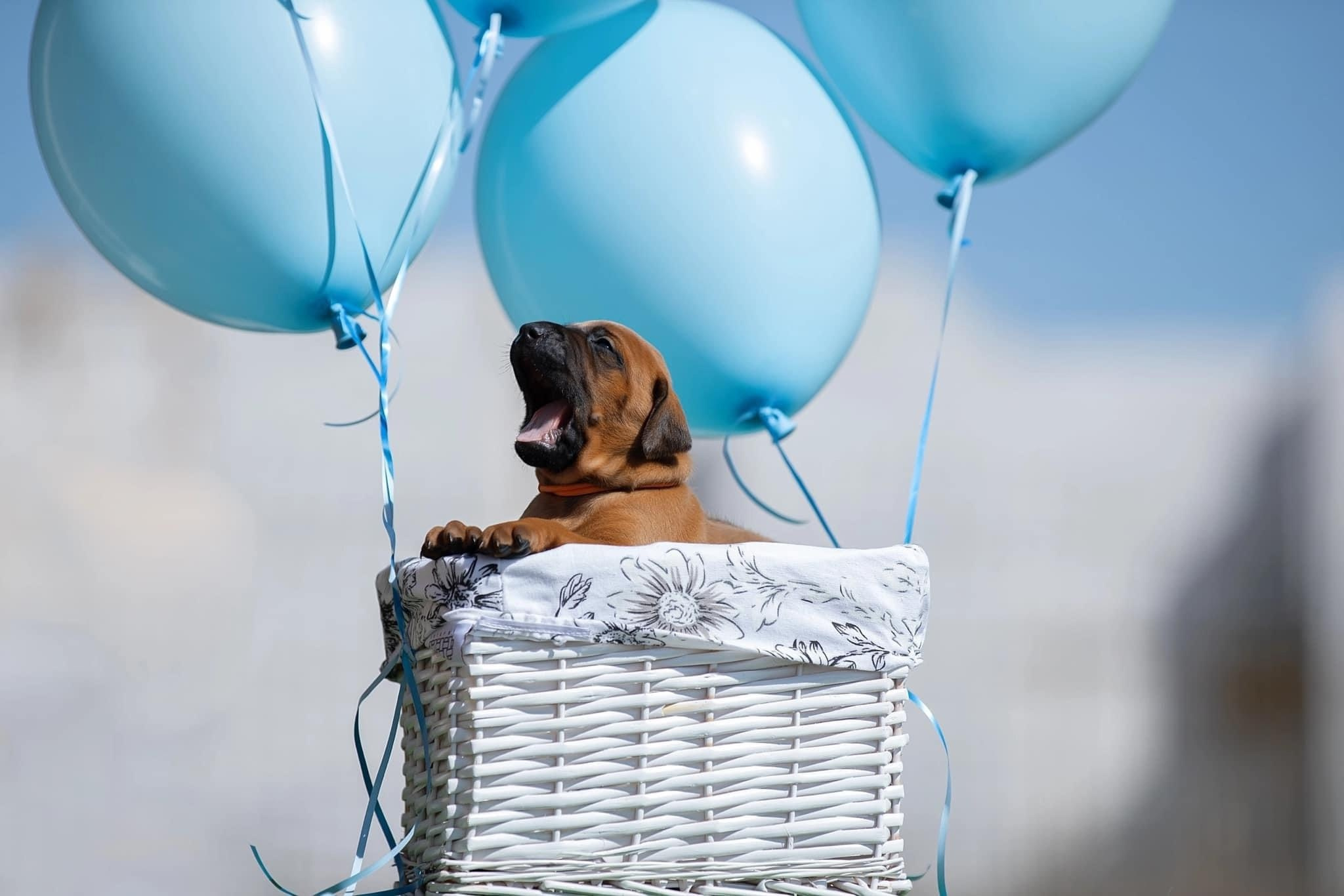 Родезийские Риджбеки в Санкт-Петербурге