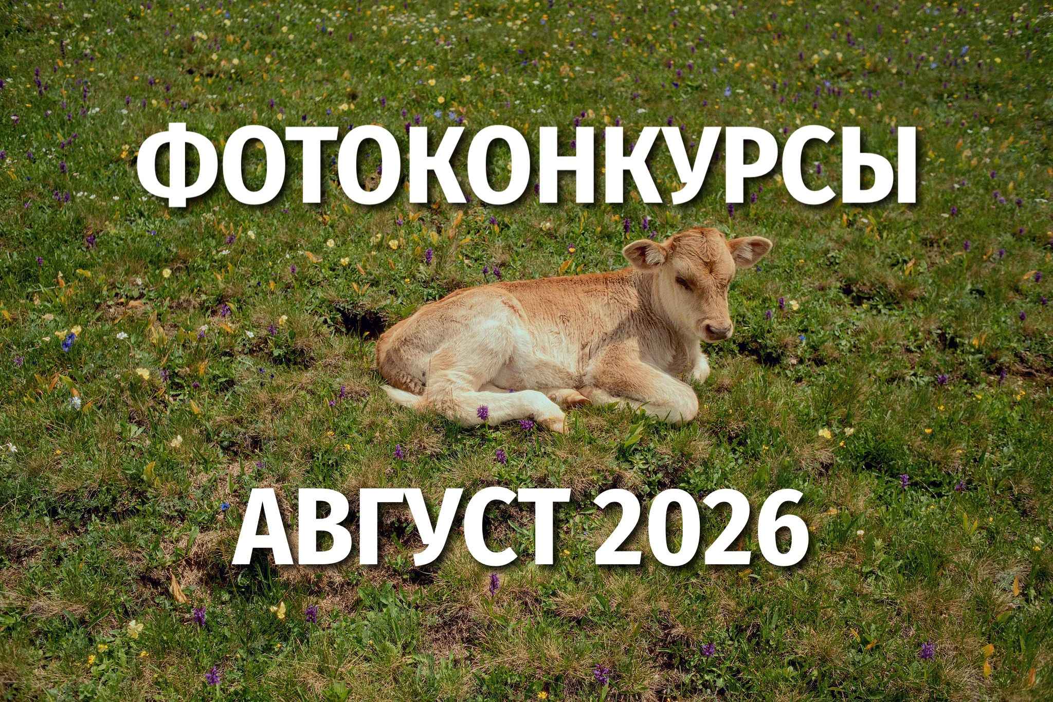 Самый полный список фотоконкурсов на русском языке