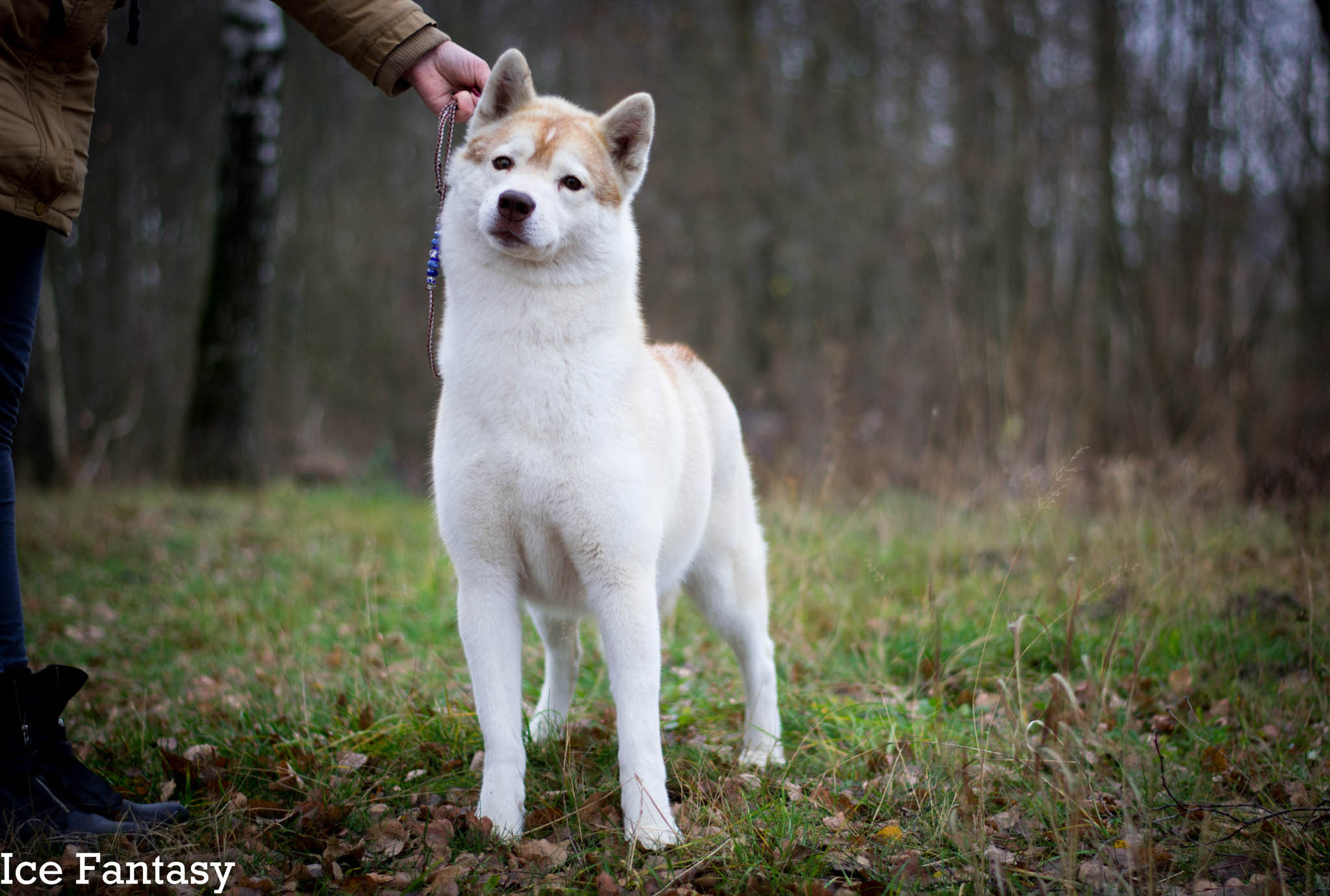 Сибирские хаски питомника Ice Fantasy Брянск. Ice Fantasy kennel: professional breeding of Siberian huskies and wels
