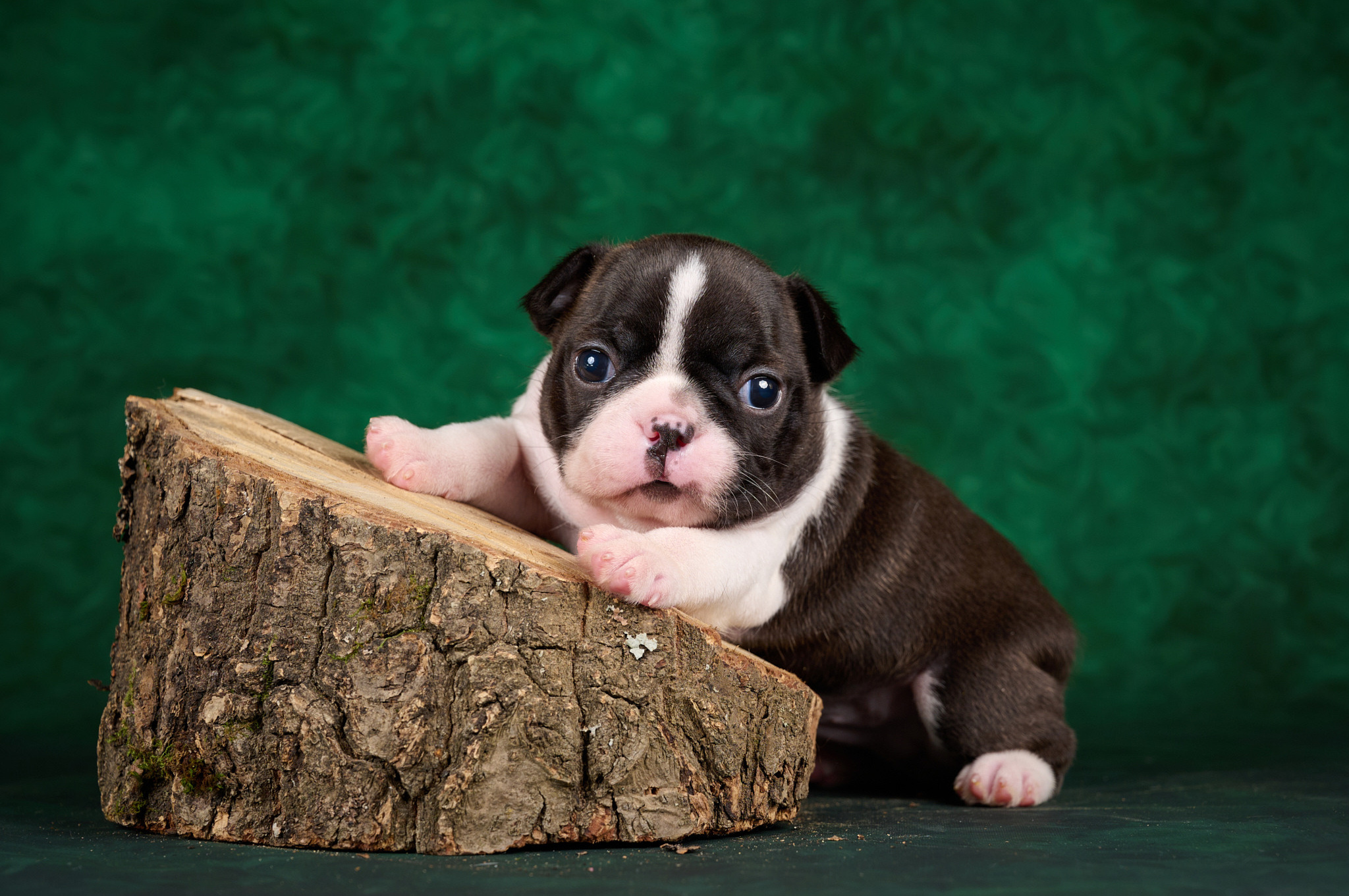 Портфолио. Фотограф анималист в Казани Алина Сулейманова. Фотограф животных